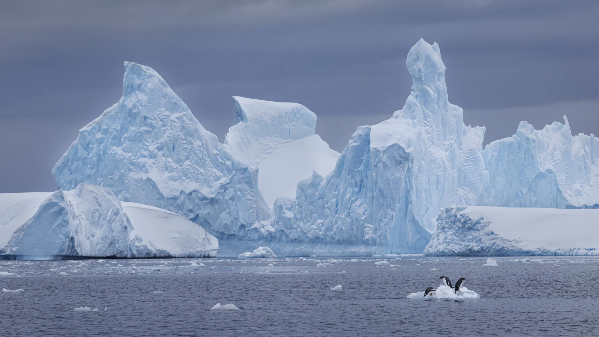 Gentoos with stunimg iceberg backdrop