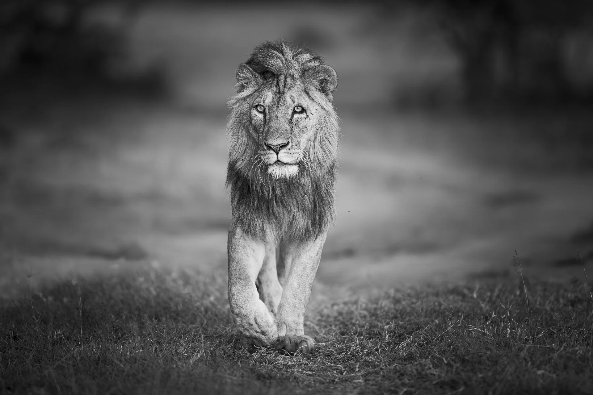 Male lion walks towards the camera