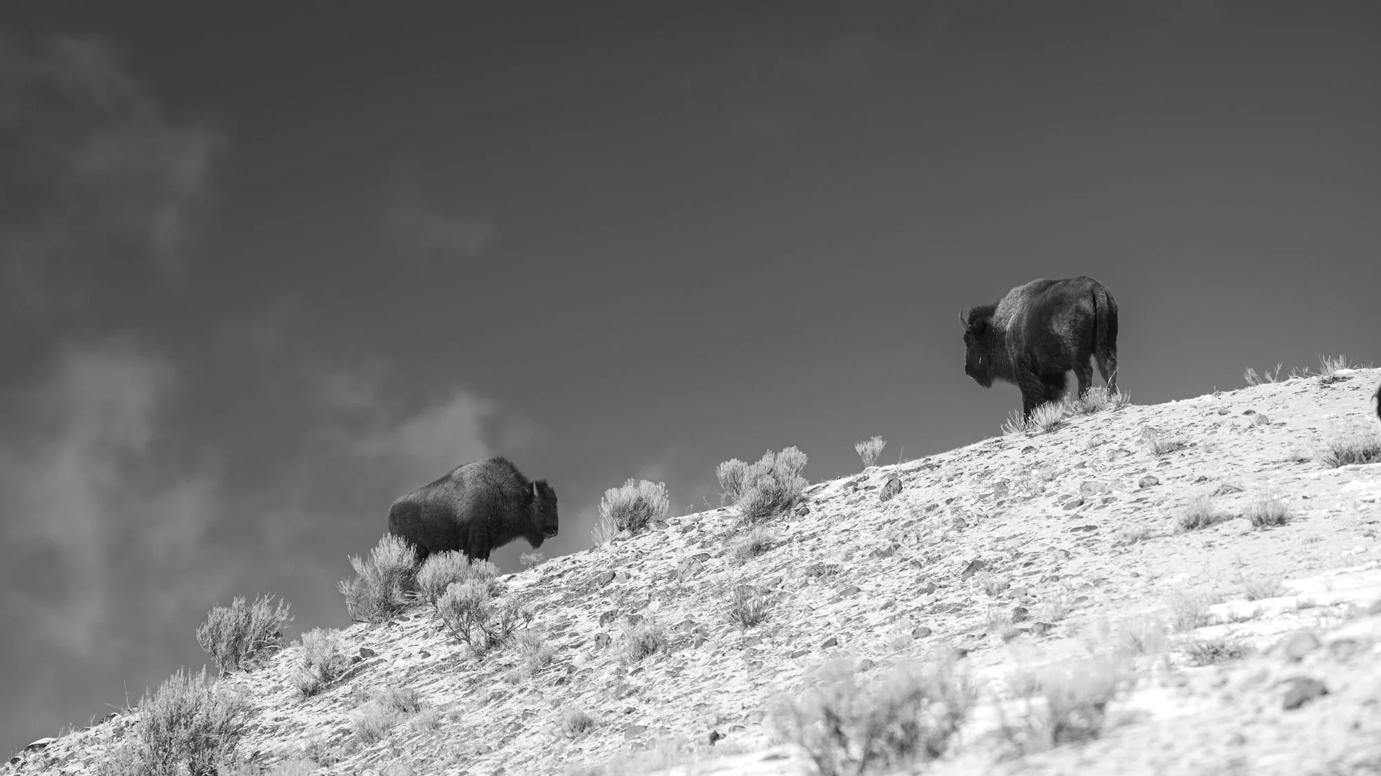 Bison in Yellowstone Winter landscape