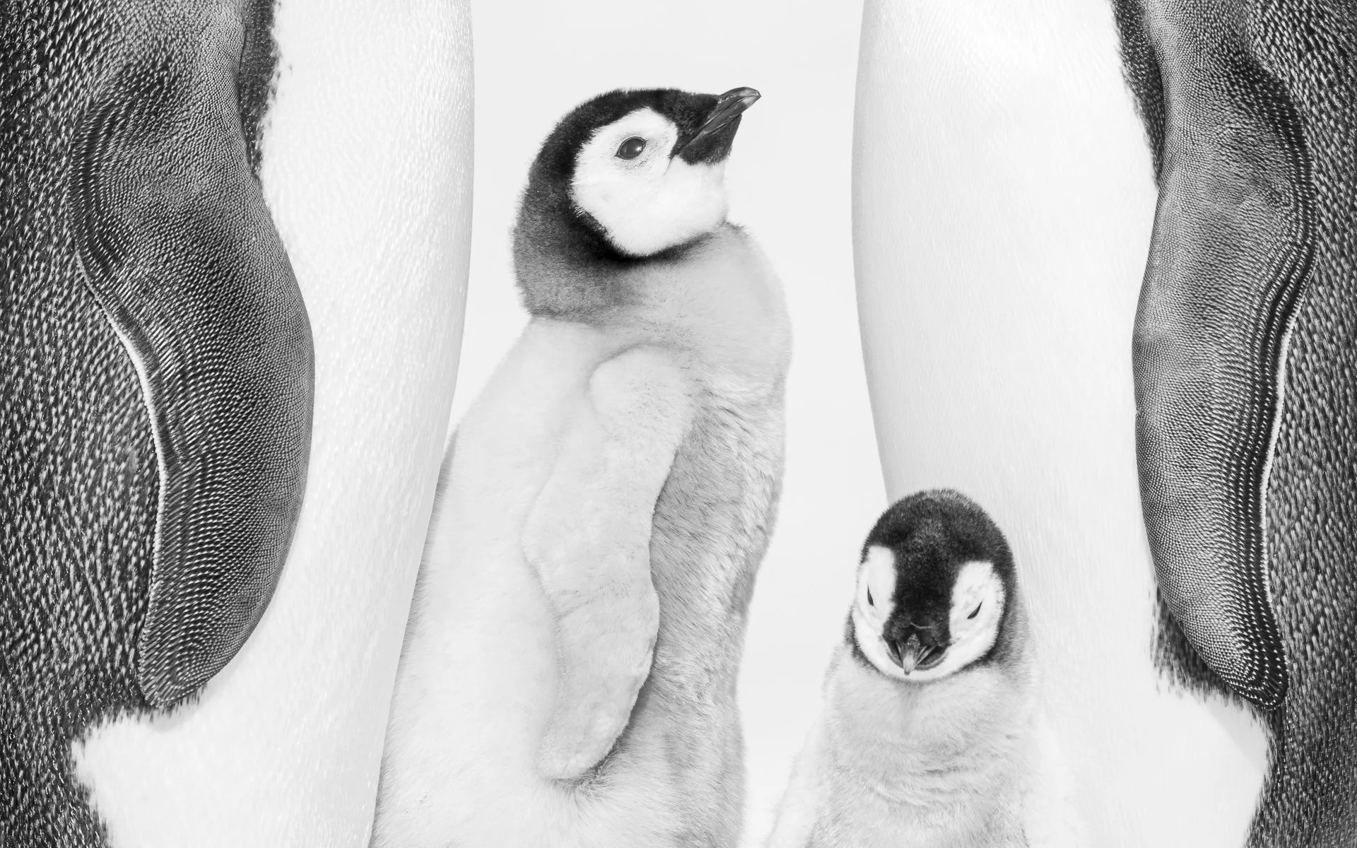 NEXT TO YOU •  Snow Hill Colony