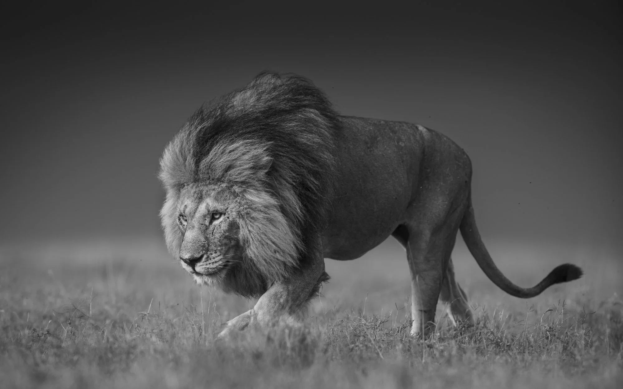 Male lion roaming the Serengeti plains