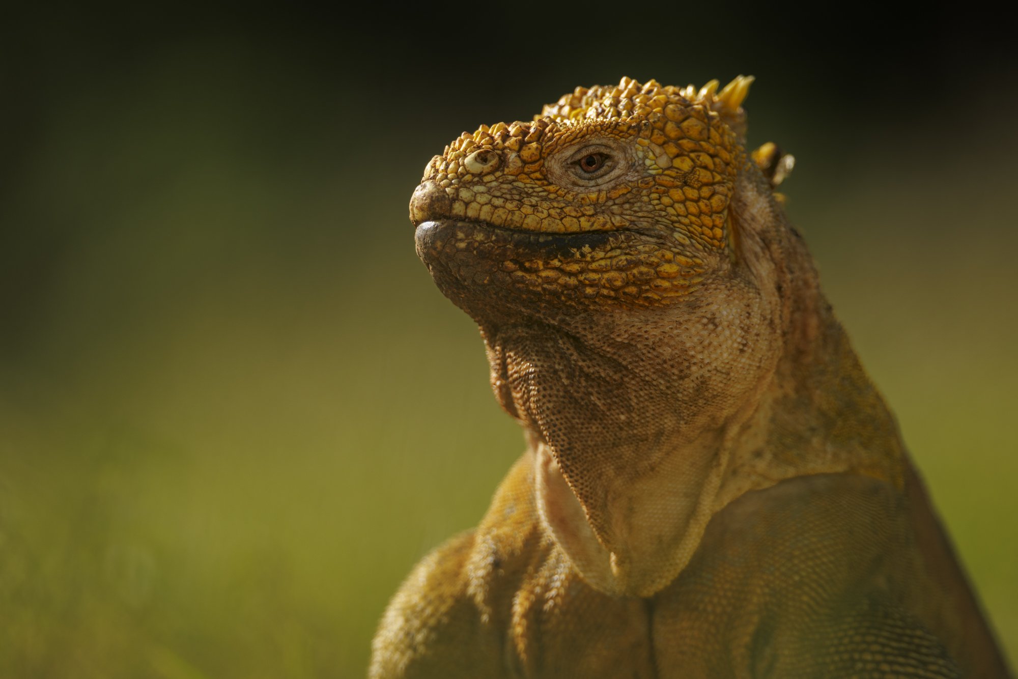 Land Iguana portrait taken at Dragon Hill, Santa Cruz