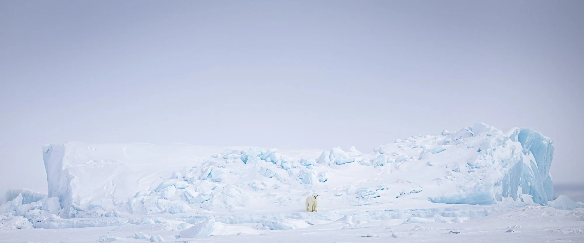Polar bear standing in front of iceberg