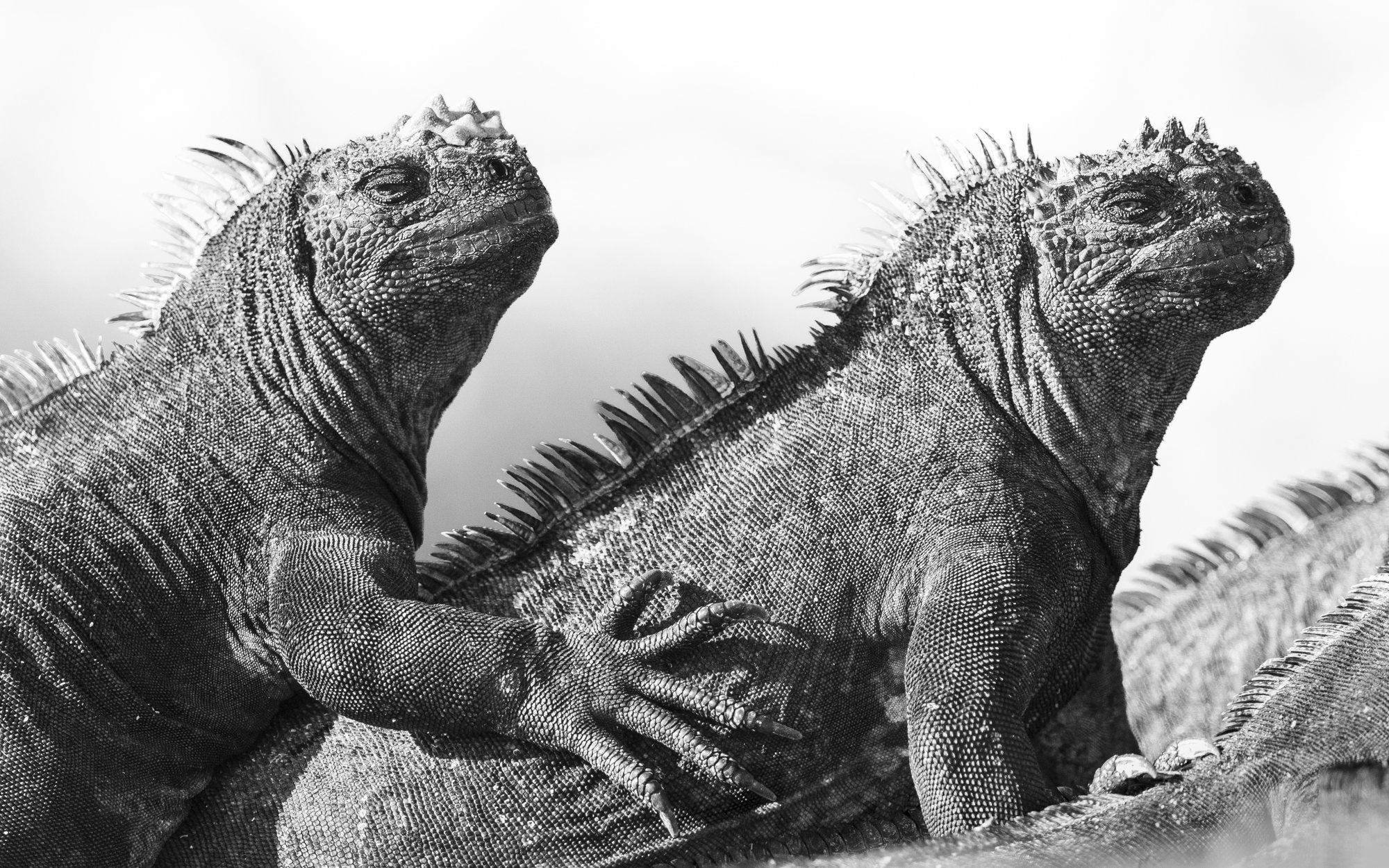 Marine Iguanas on Fernandina