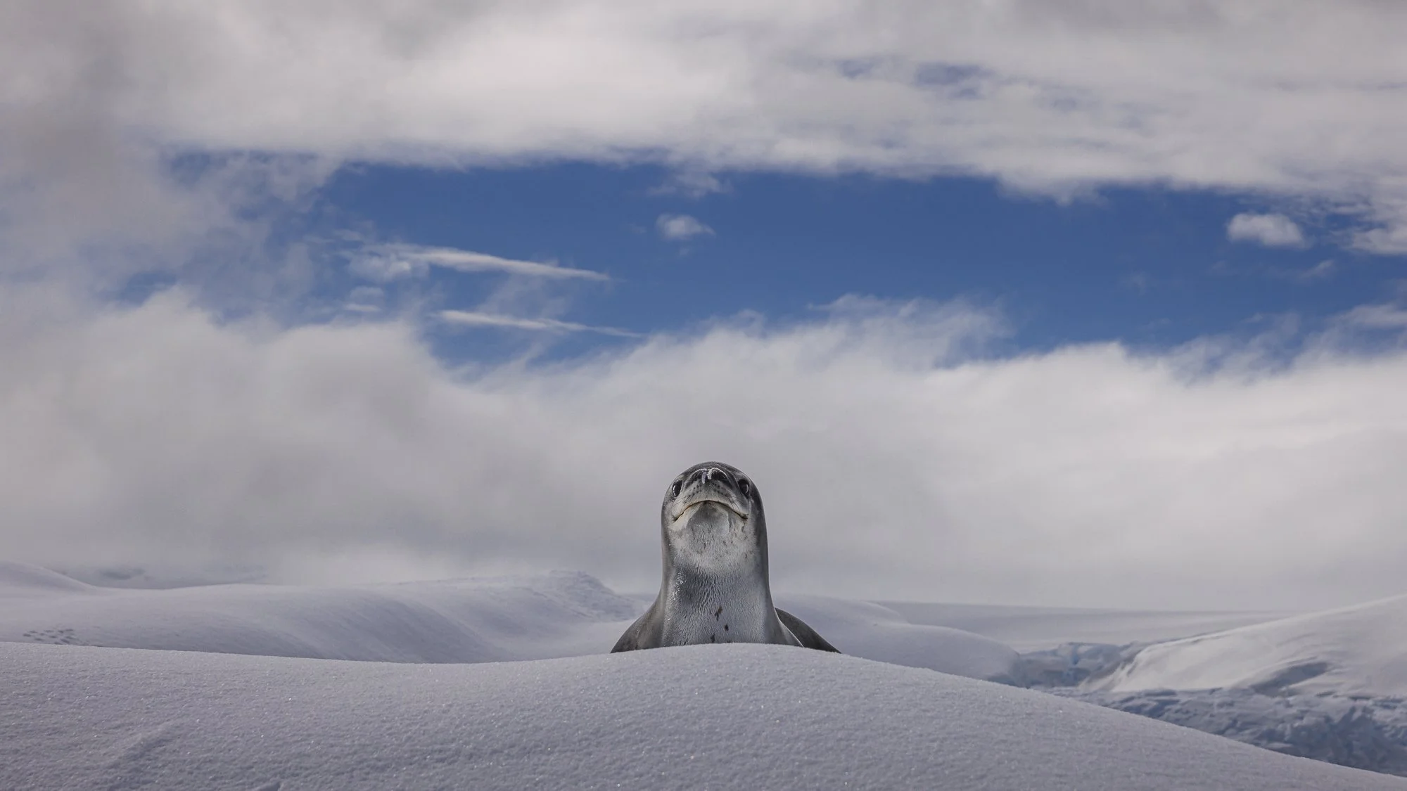Leopard Seal pops its head up whilst on iceberg