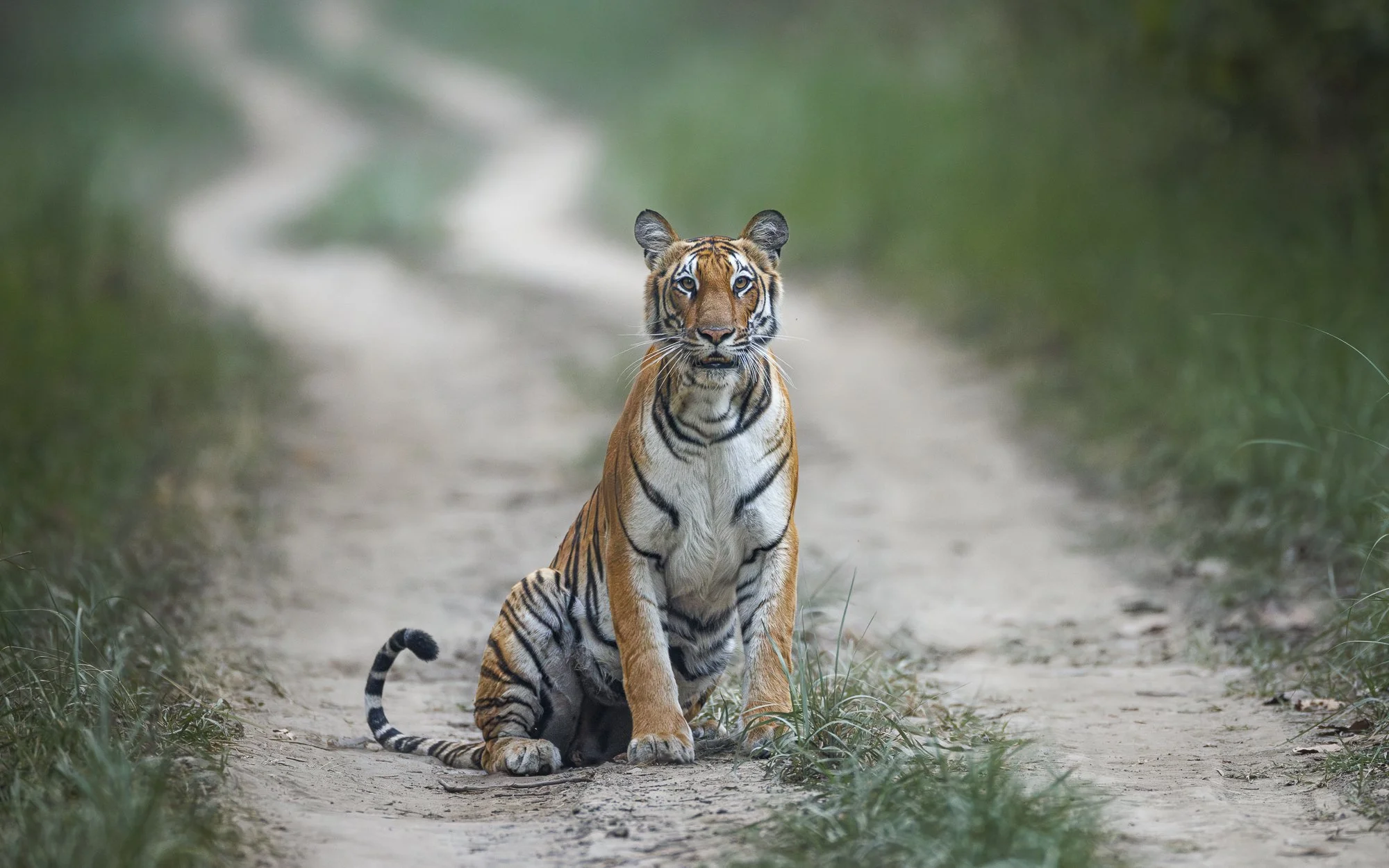 TIGER QUEEN . Dudhwa