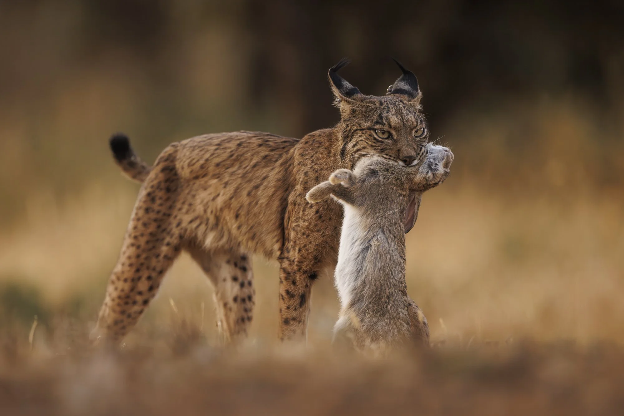 A lynx with her rabbit kill