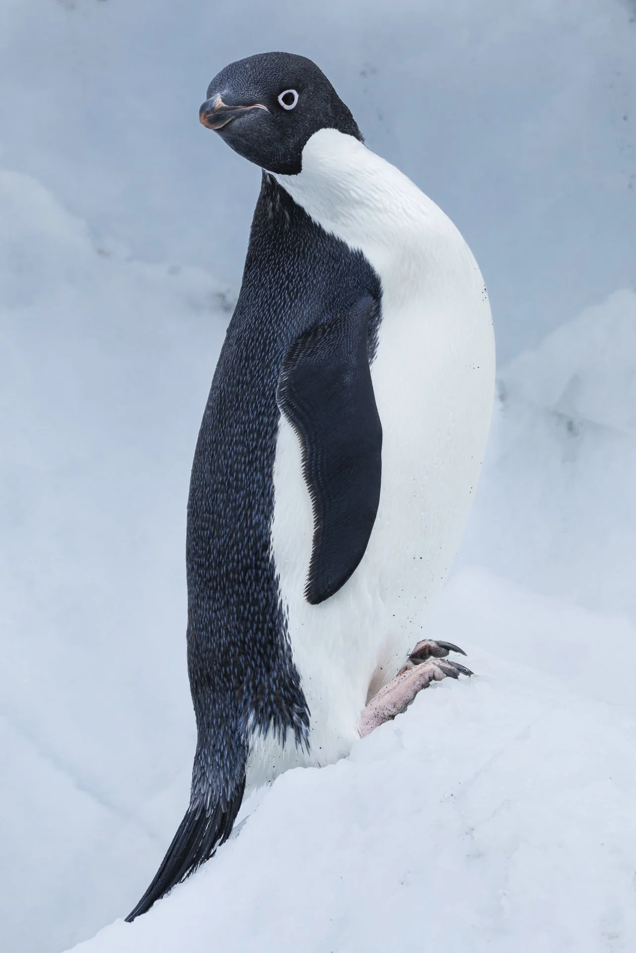 ADELIE ELEGANCE •  Brown Bluff