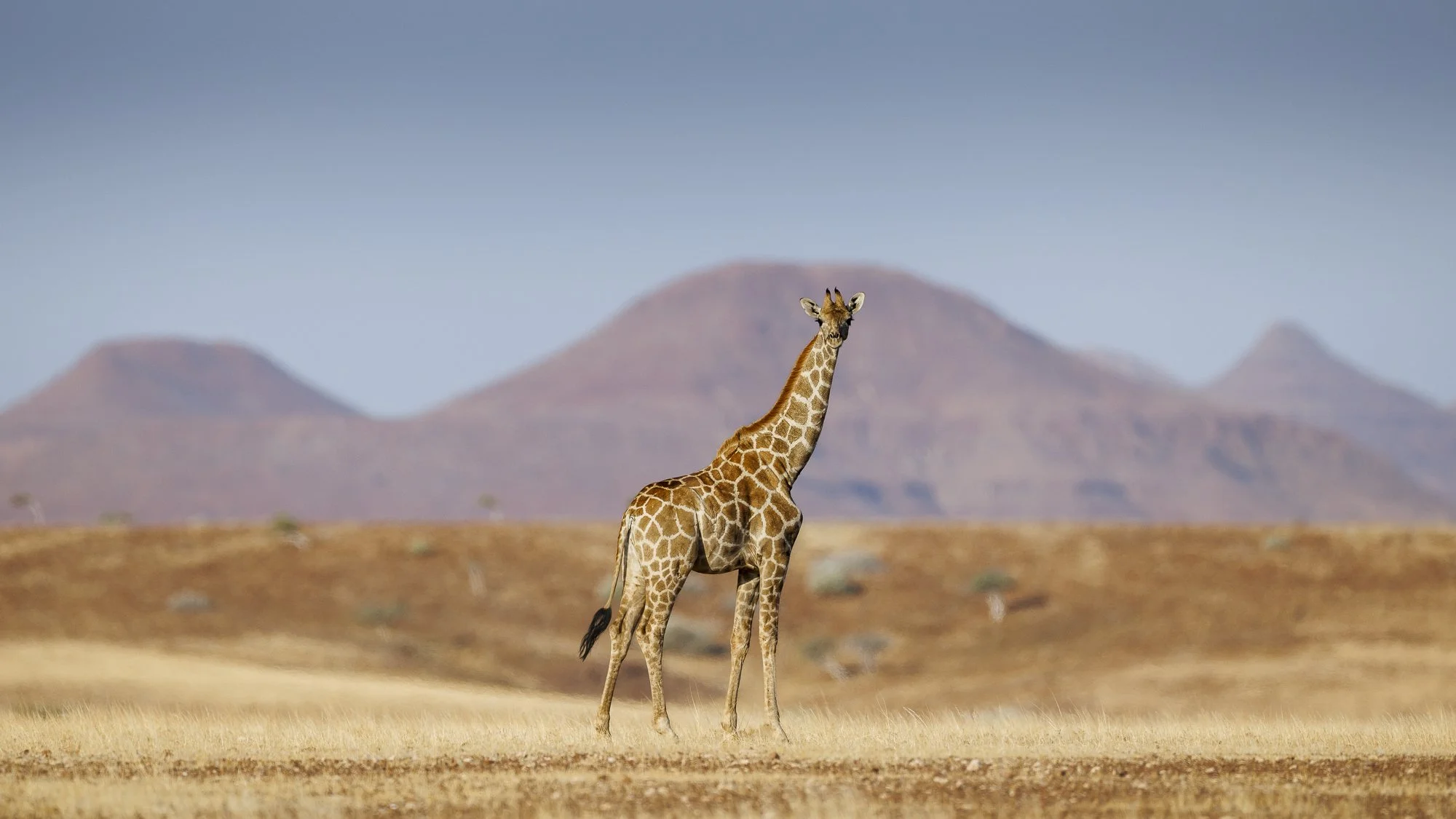 Angolan Giraffe calf, Damaraland, Namibia