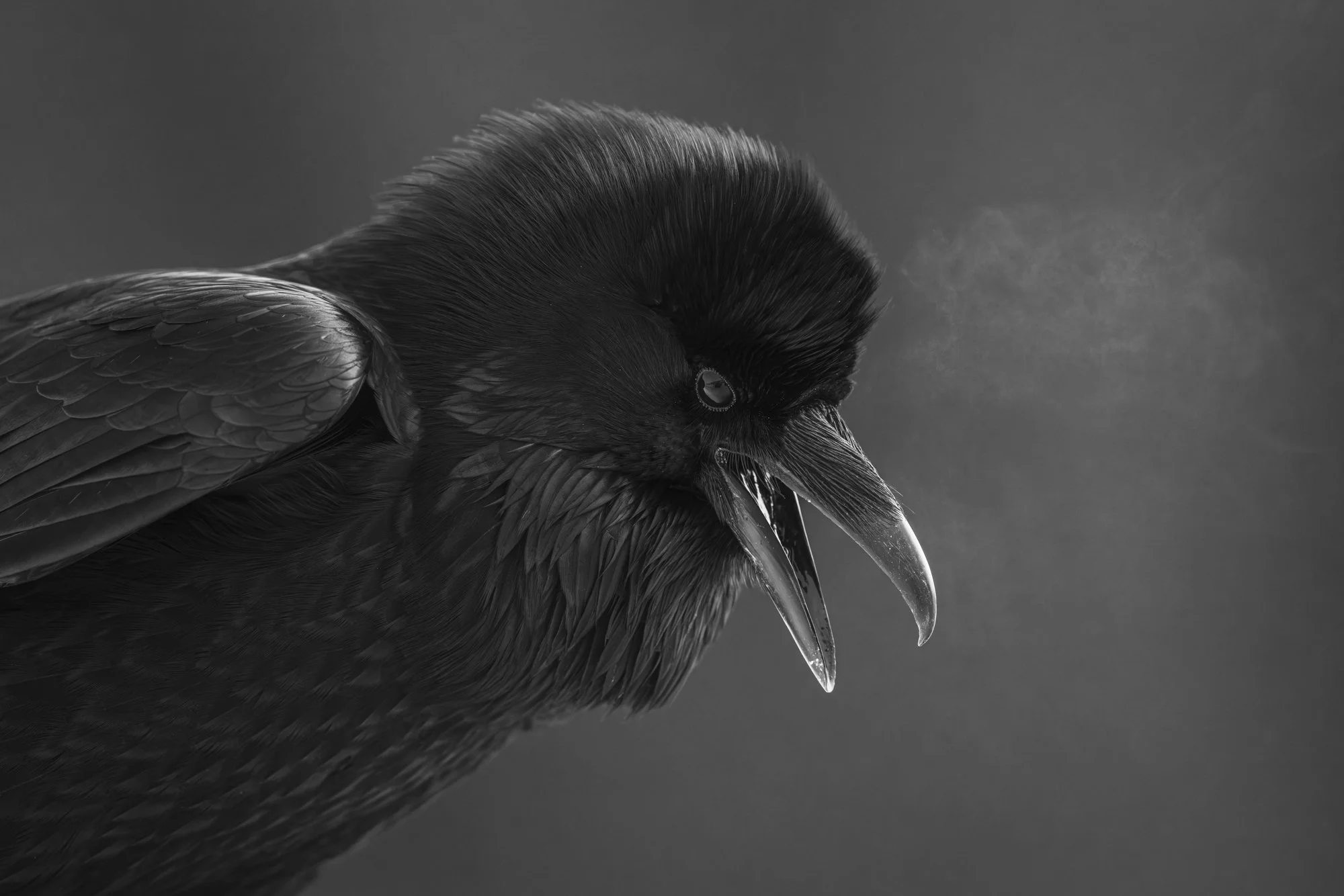 Raven portrait in Grand Tetons