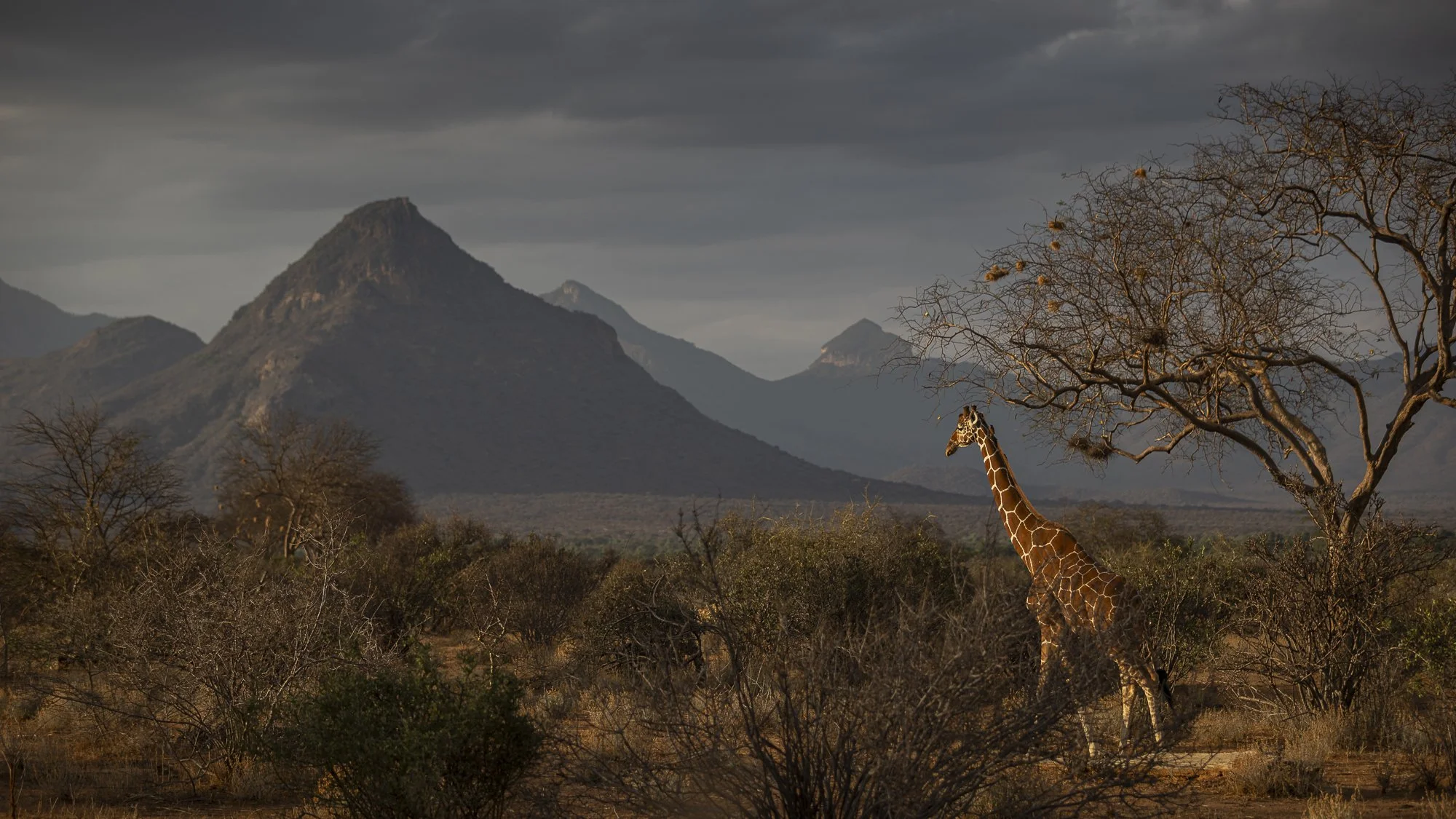 Reticulated giraffe, Namunyak Conservancy, Northern Kenya