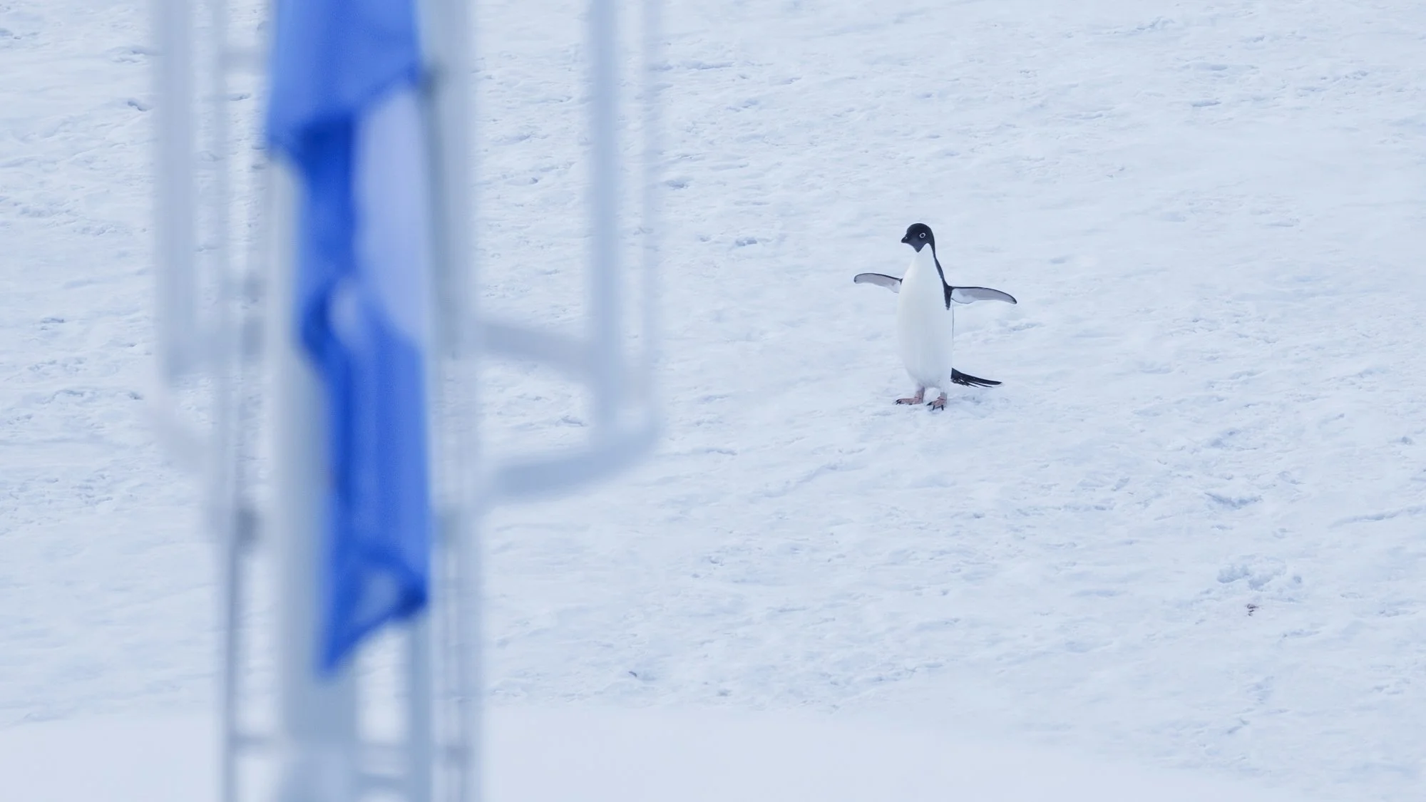 Adelie looks as if it wants to stop our ship as it passes by