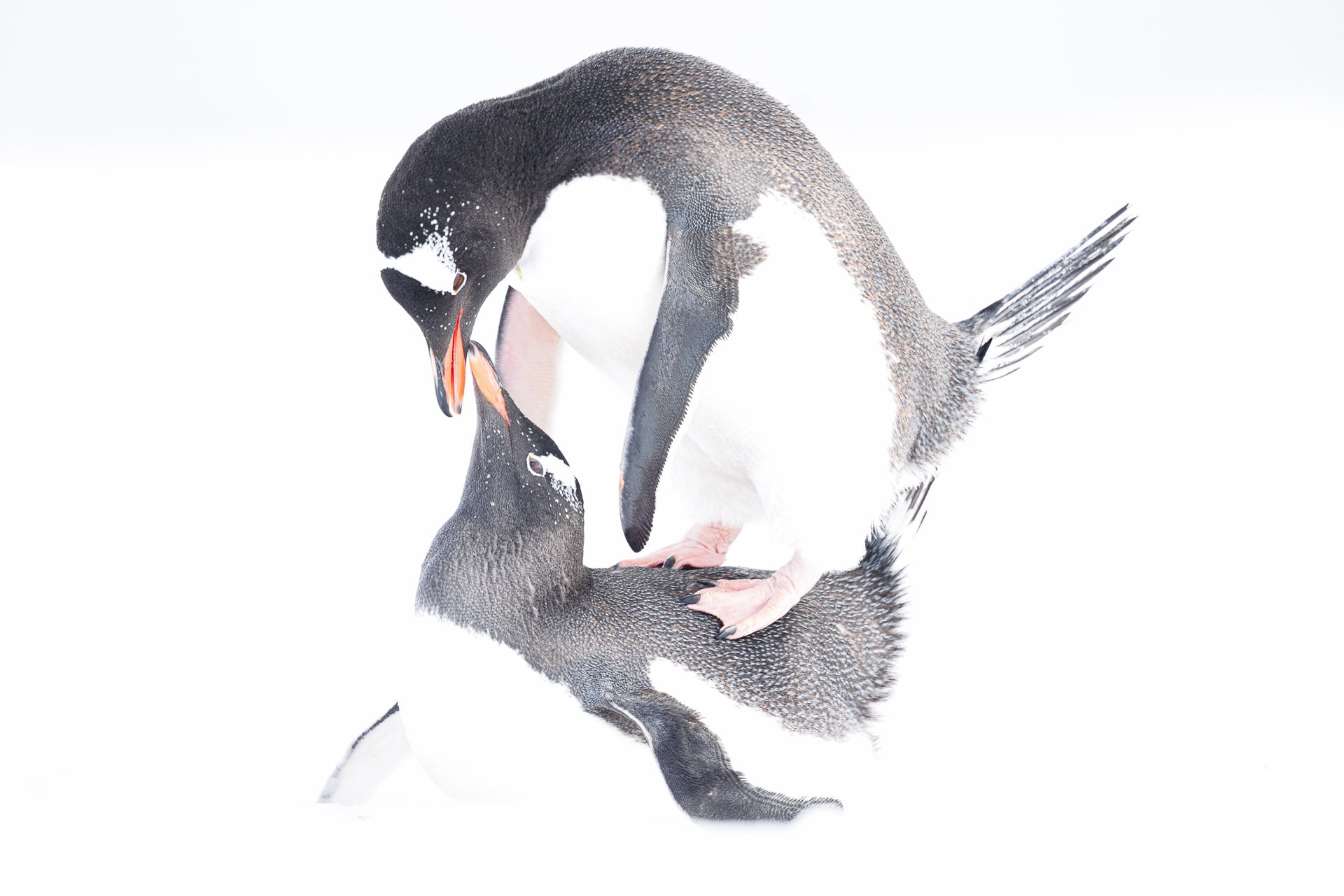 LOVE IN A COLD CLIMATE •  Damoy Point