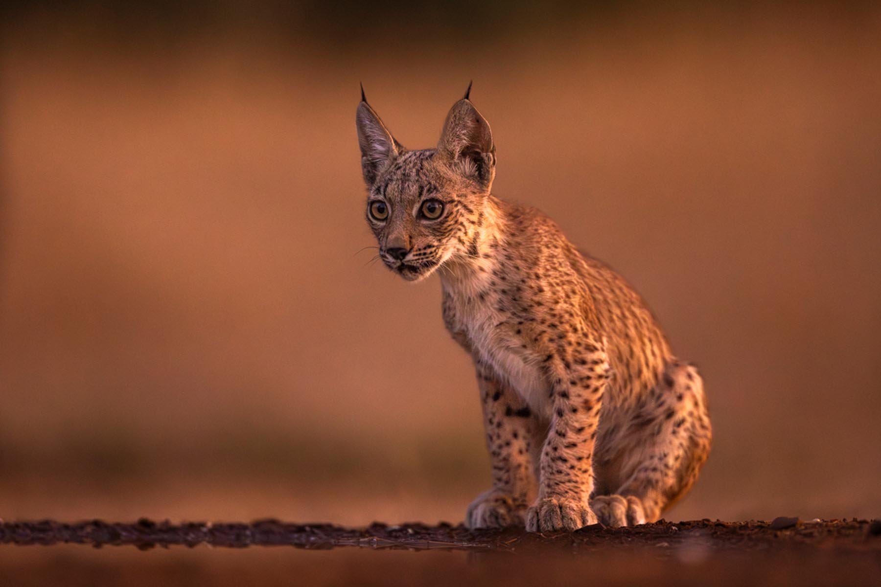 Image of Iberian Lynx kitten