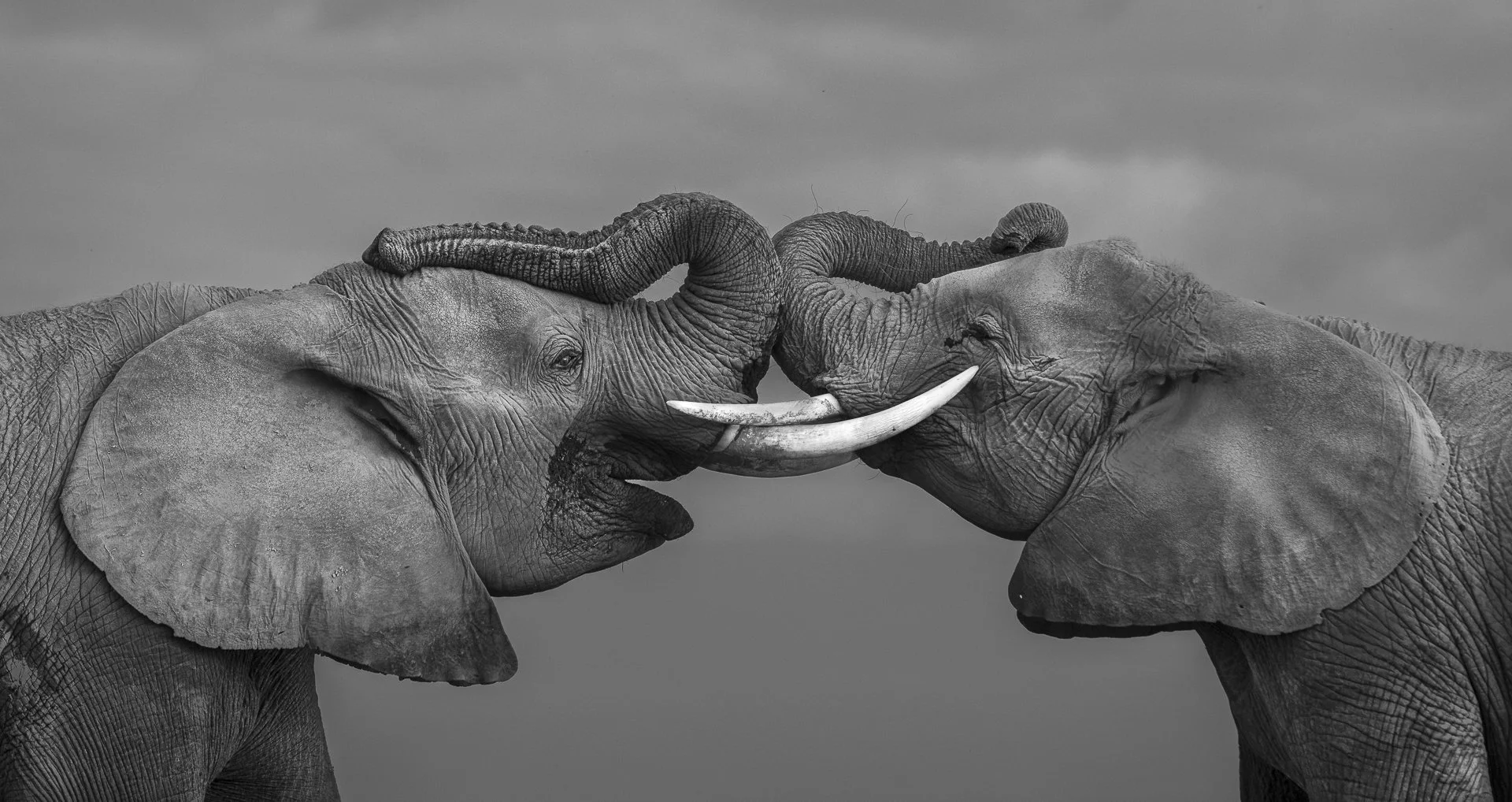 Two elephants trunk to trunk