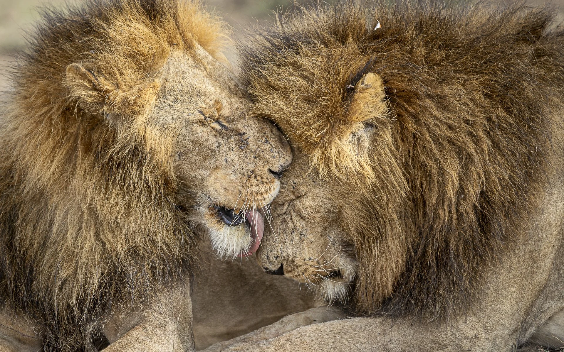 Two male lions grooming one another