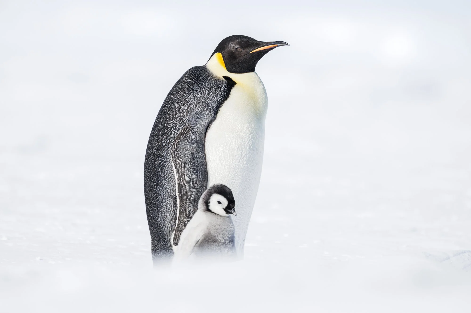 Emperor Penguin mother and chick at Snow Hill colony