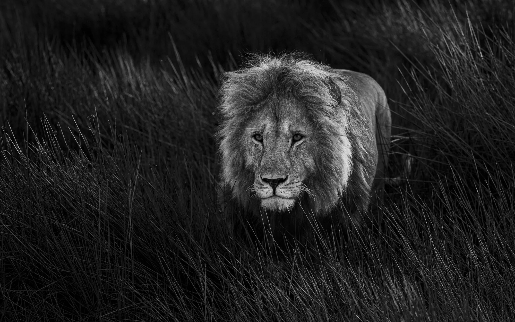 Image of Male Lion in long grass