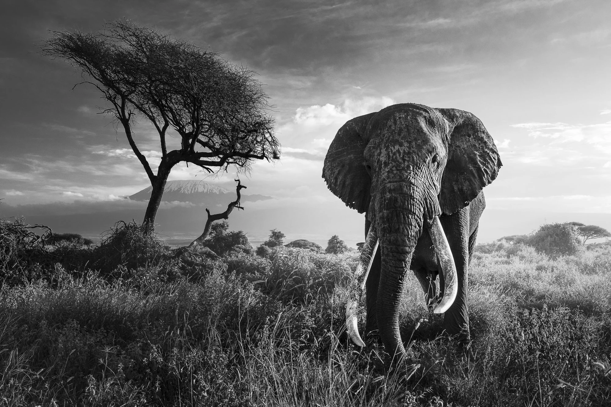AMBOSELI LEGACY · Amboseli