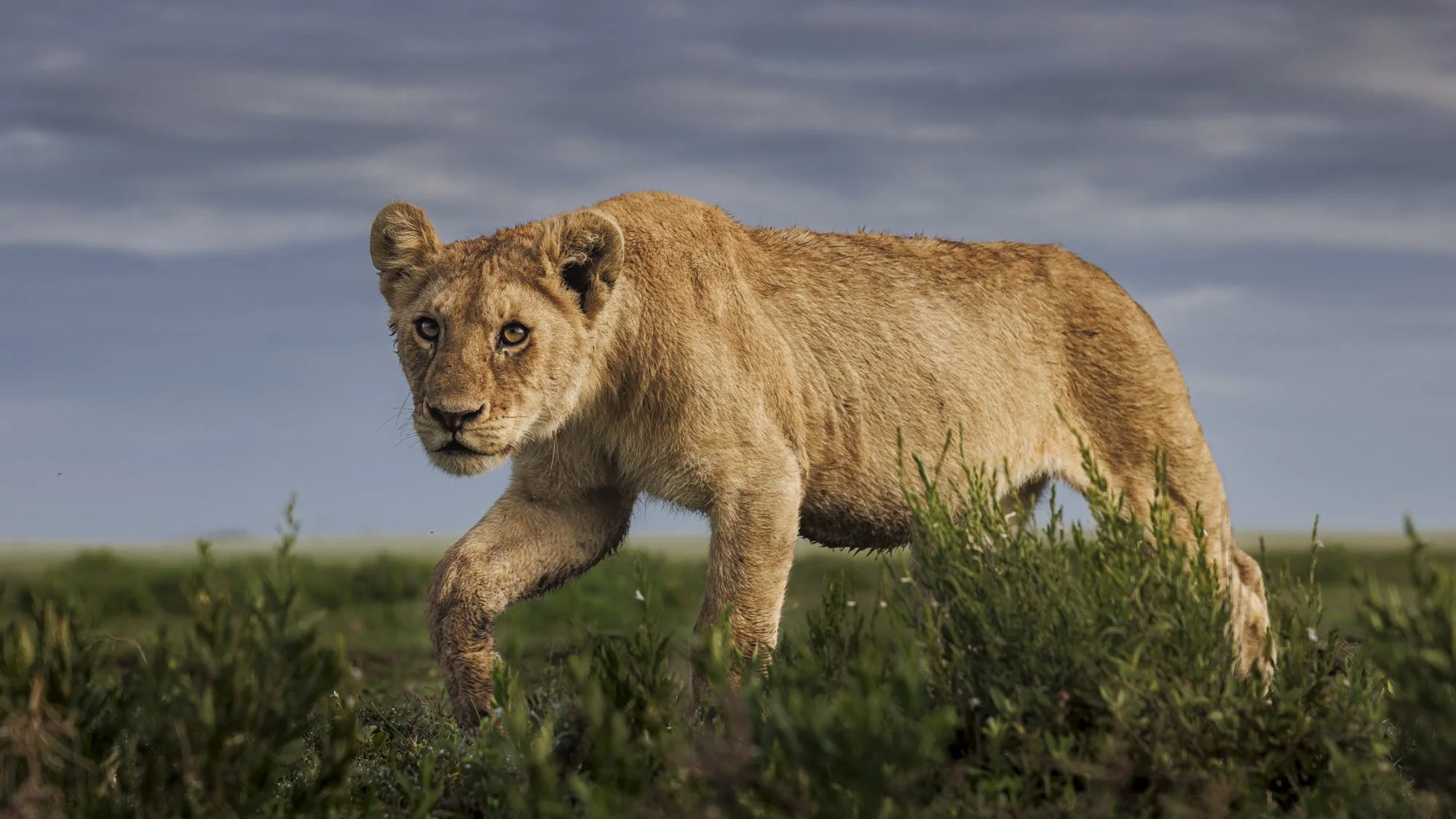Low angle image of lion cub, Serengeti