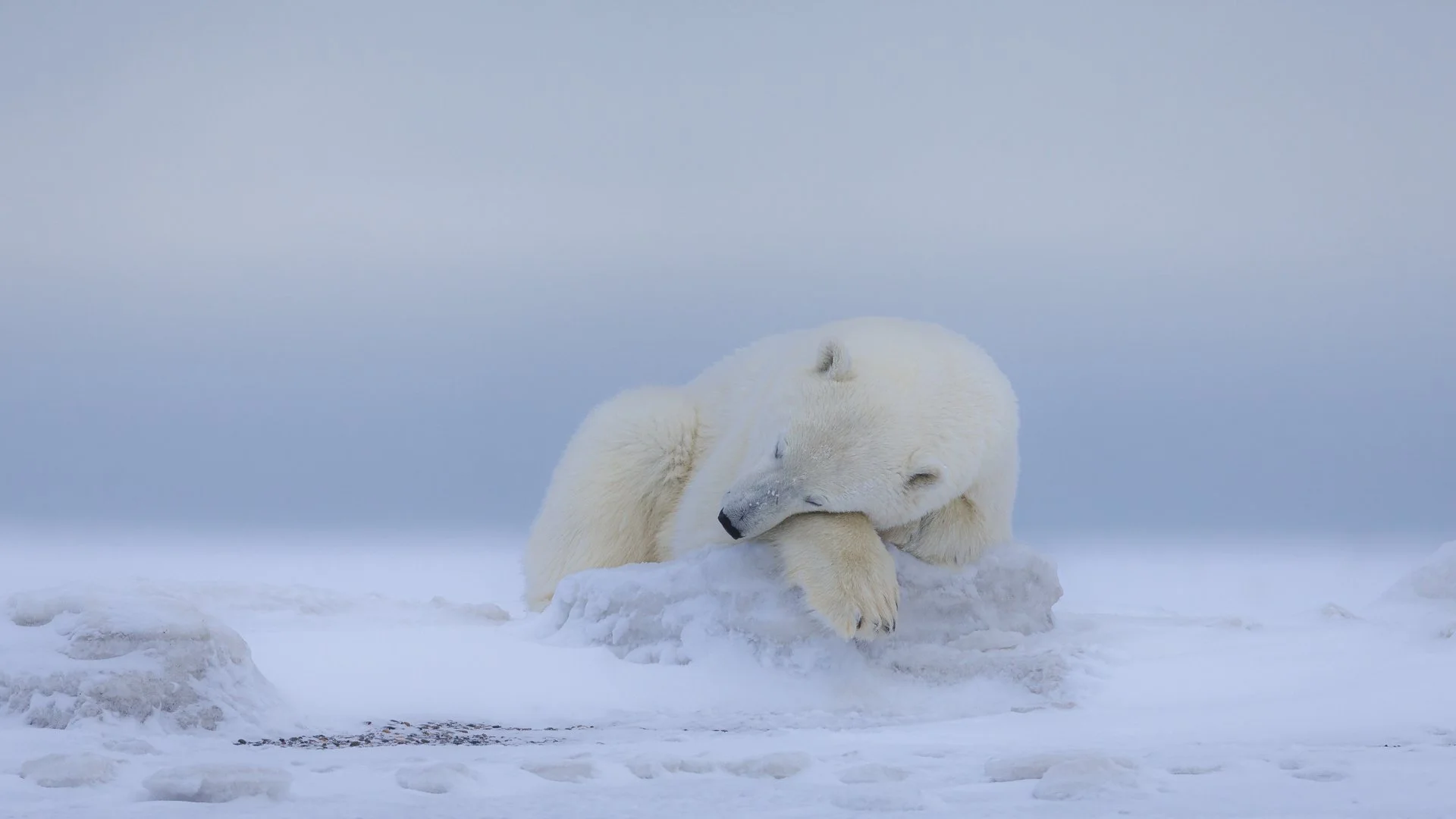 A polar bear resting on an ice floe in a snow-covered Arctic landscape, with a foggy, pale blue sky in the background.