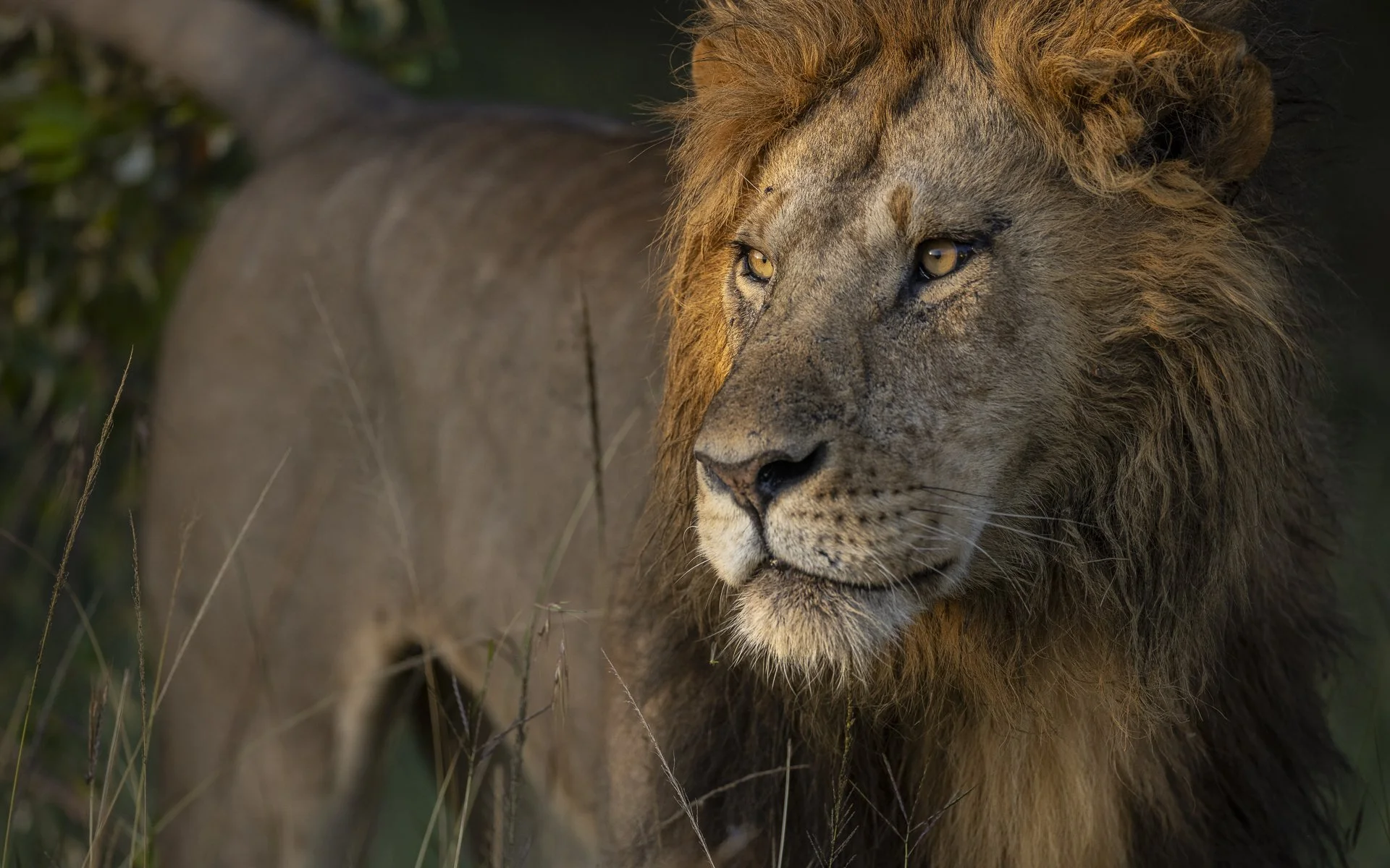 Portrait of male lion Nyekundu