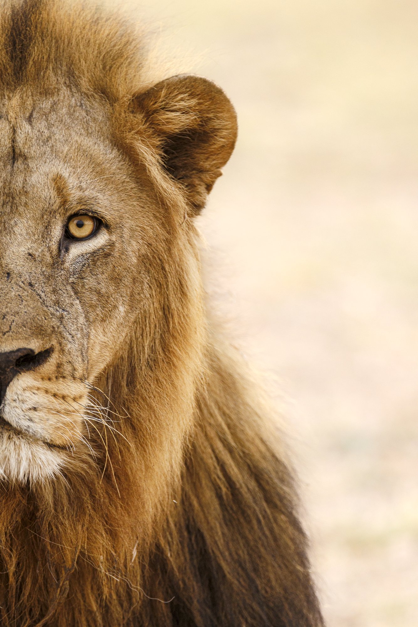 PROFILE OF A KING  •  Zambia