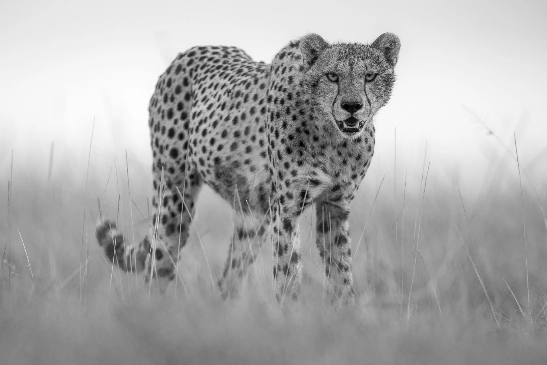 IF LOOKS COULD KILL •  Amboseli