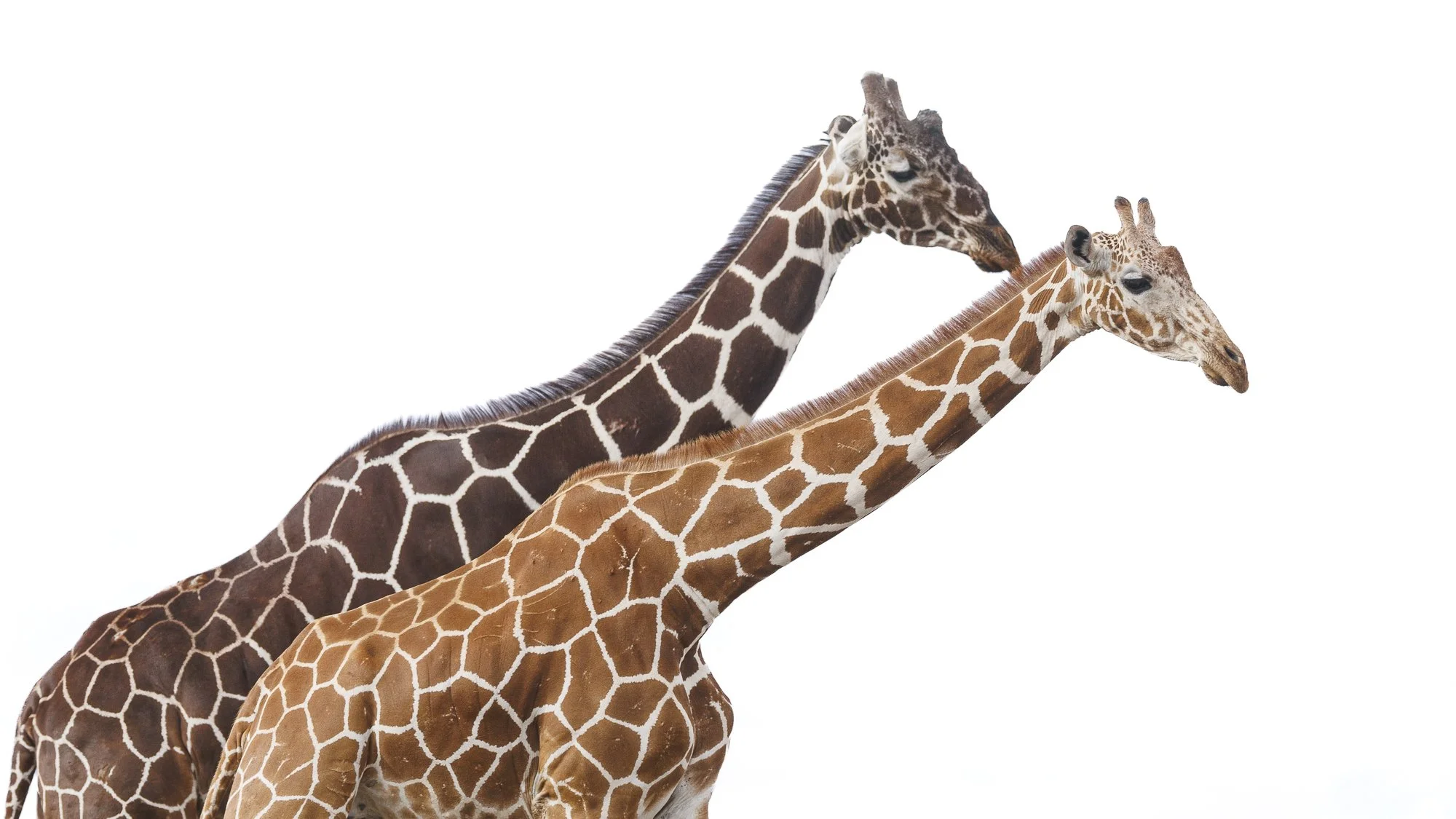 High key image of two Reticulated Giraffe