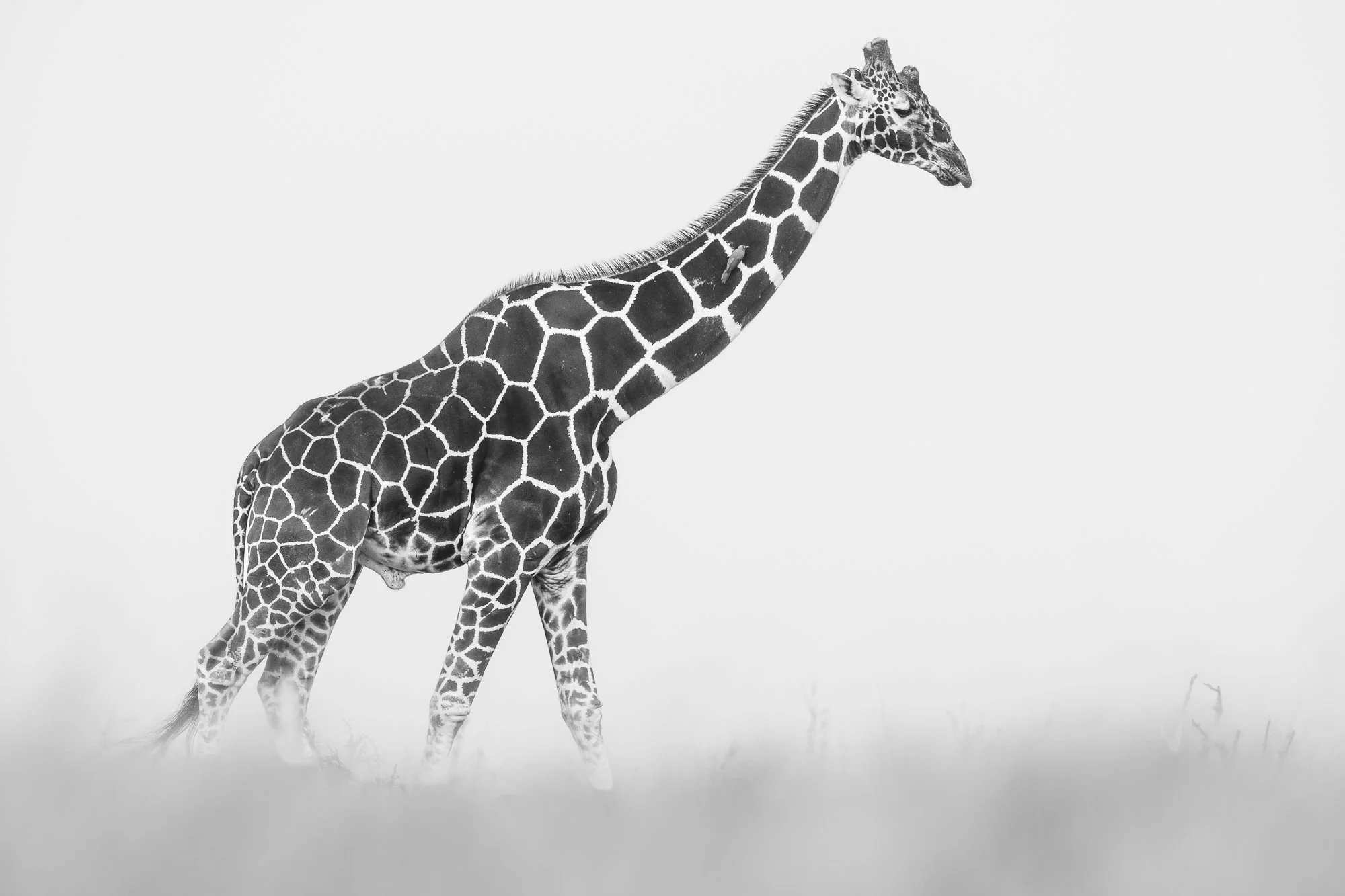 Black and white image of Reticulated Giraffe, Lewa Conservancy