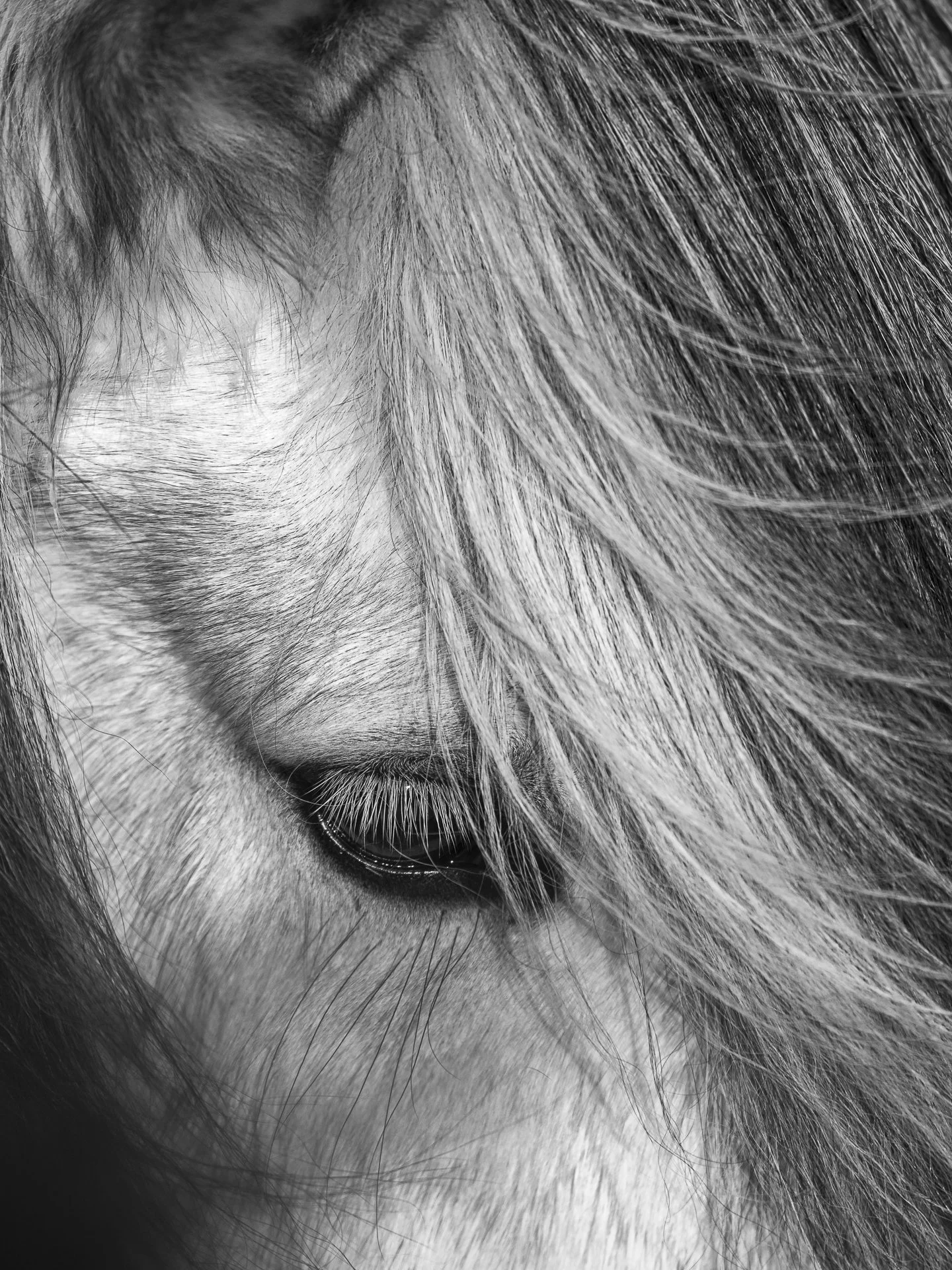 ICELANDIC HORSE I  •  Iceland