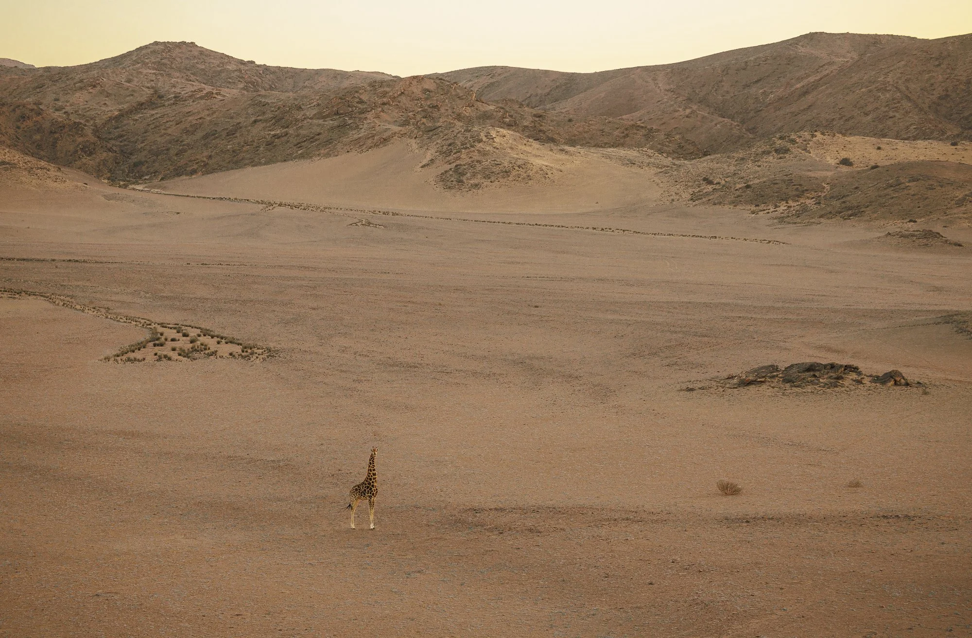 Angolan giraffe at sunrise in the Hoanib Desert, Namibia