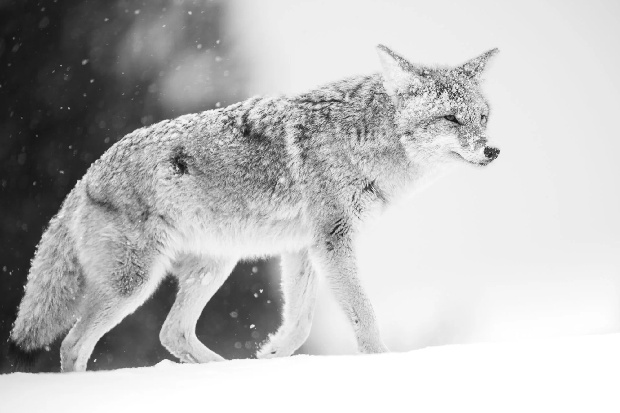 Yellowstone coyote in falling snow
