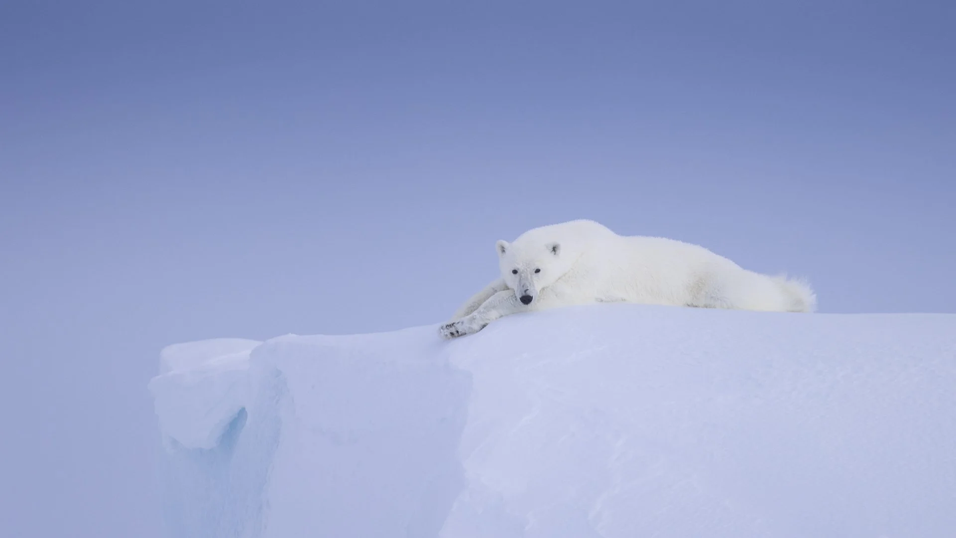 TIP OF THE ICEBERG  •  Baffin Island