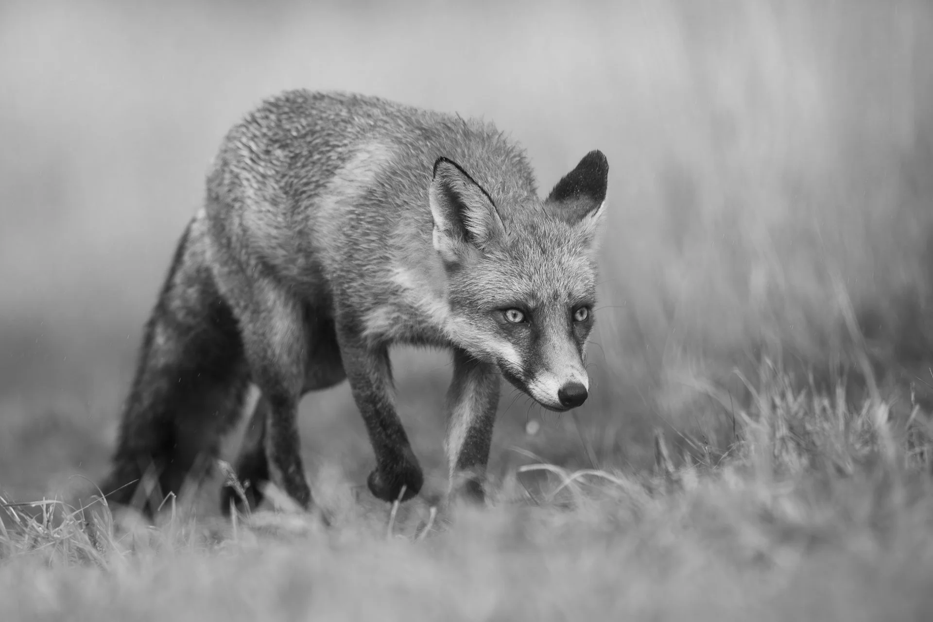 Portrait of Young Fox