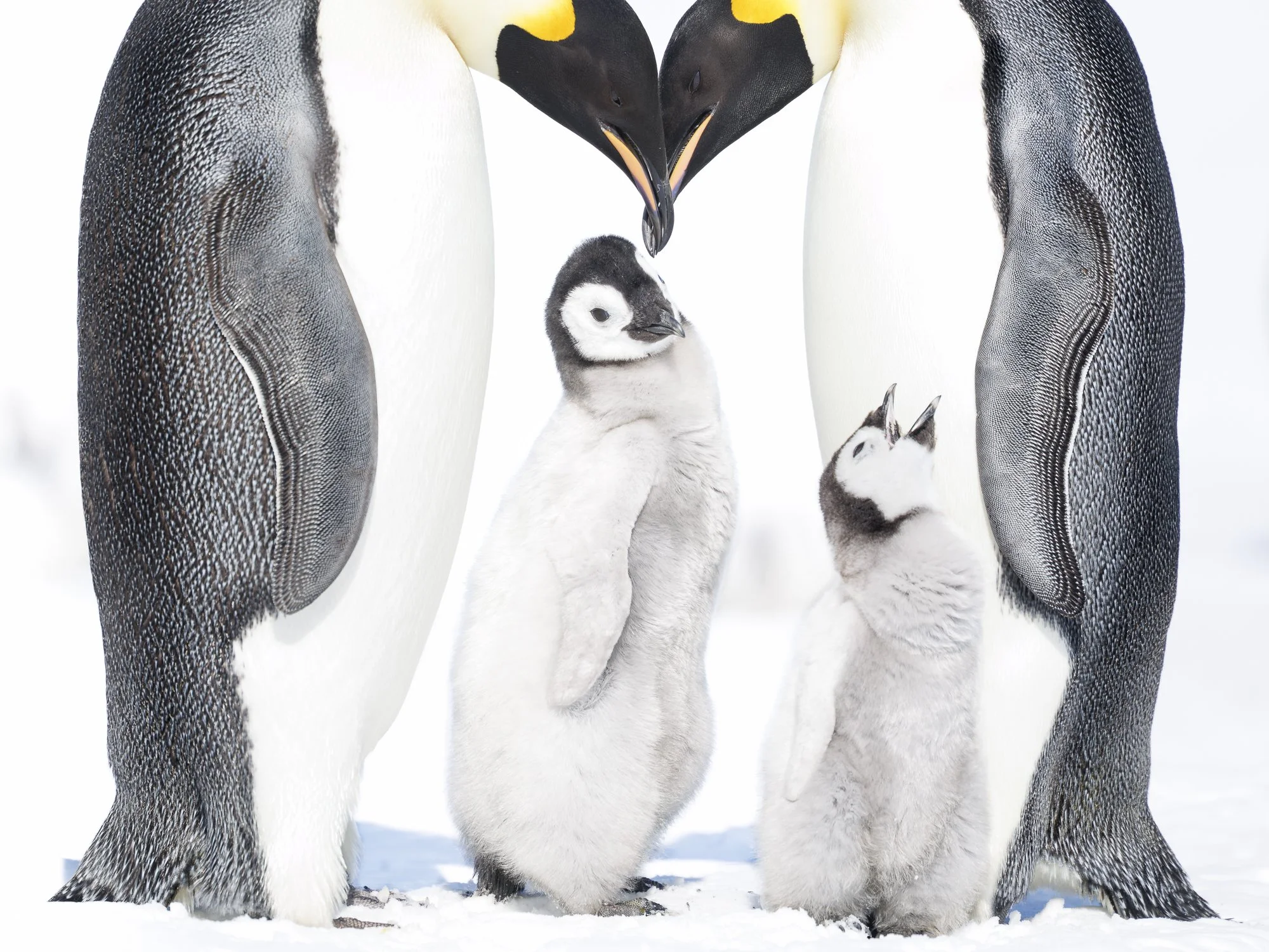 Orphan chick begs for food from Emperor Penguin family at Snow Hill