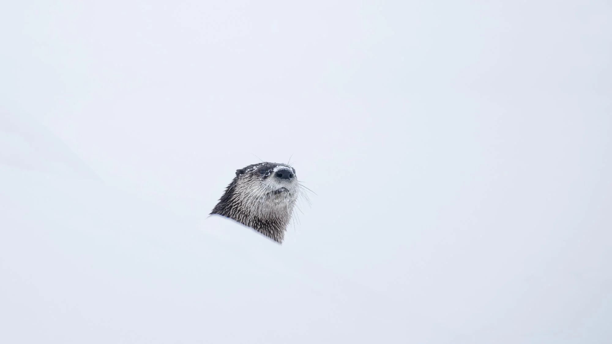 Yellowstone Otter takes a peek