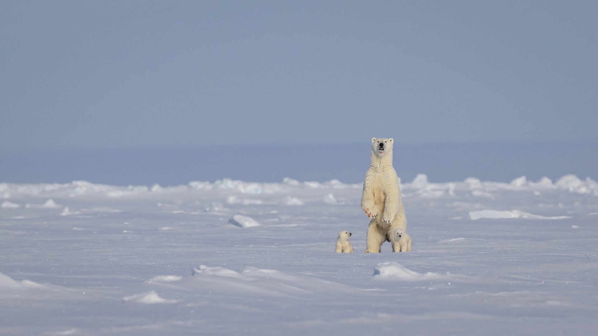POLAR BEAR MOTHER AND CUBS  •  Baffin Island