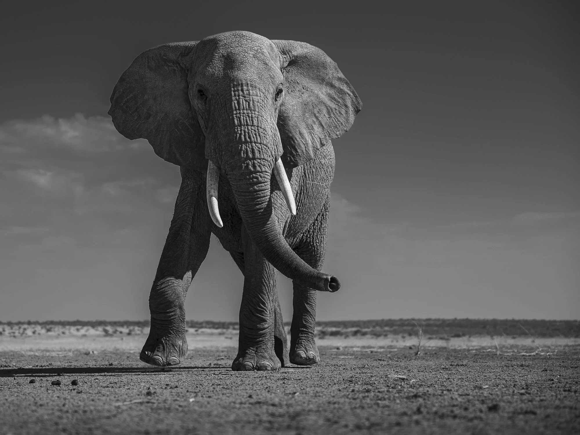 BULL ELEPHANT ON LAKEBED · Amboseli