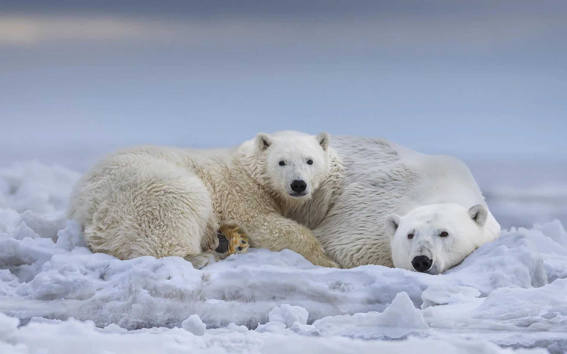 Polar bears huddle together on the ice
