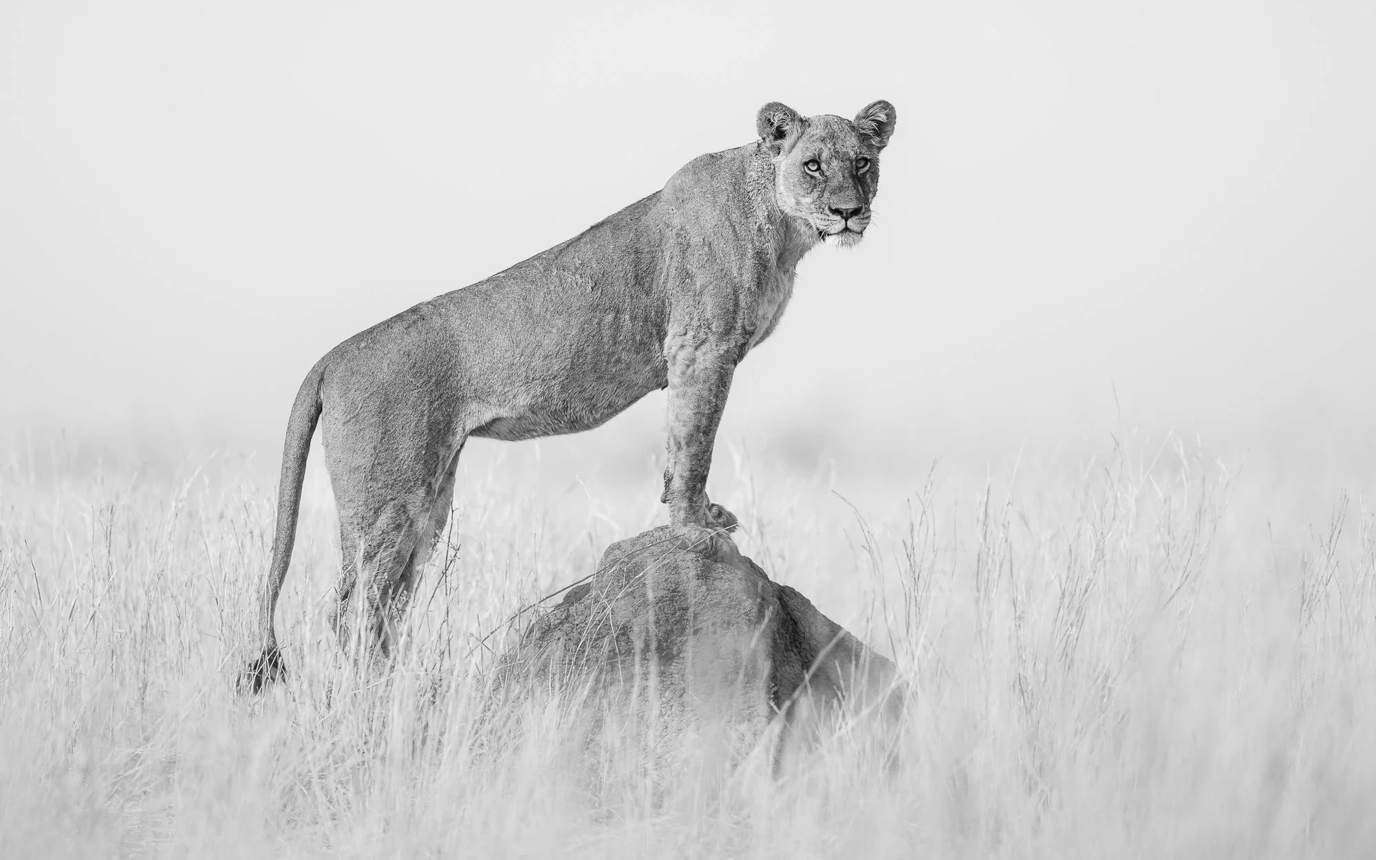 Lioness standing on termite mound