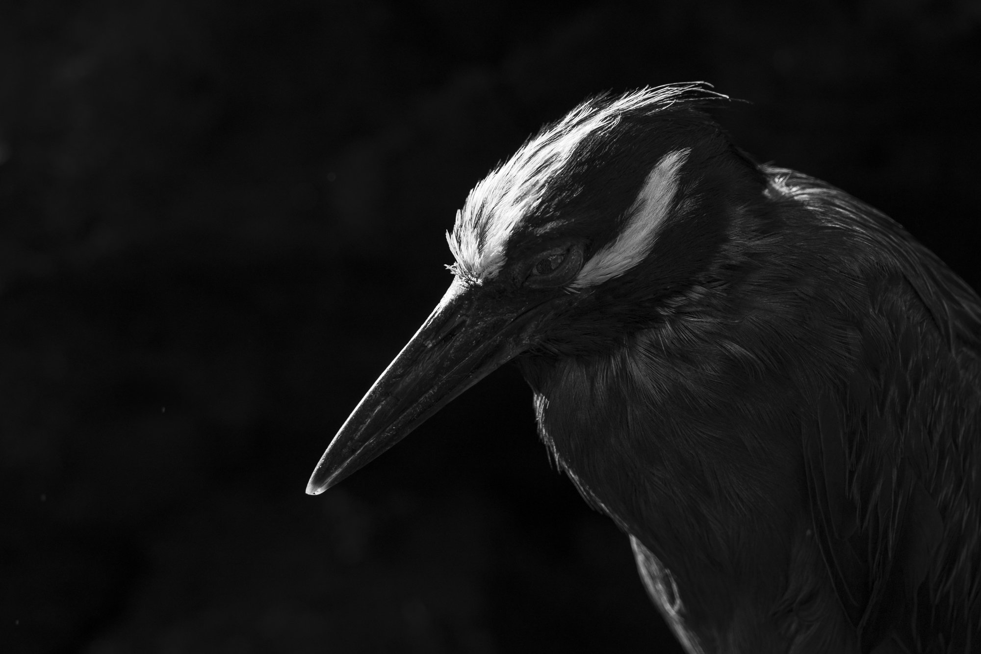 Yellow Crowned Night Heron