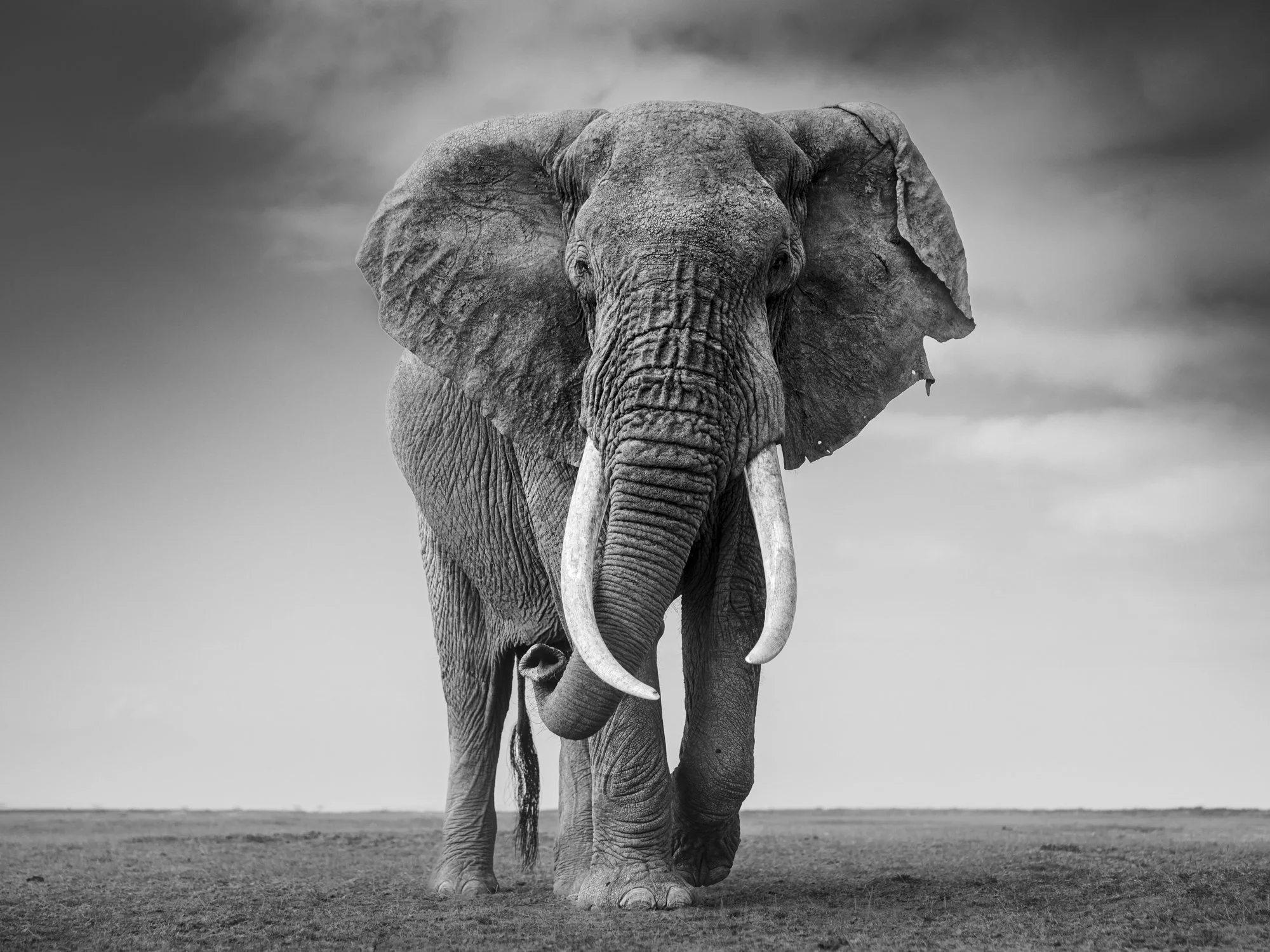 Portrait of bull elephant Pamma