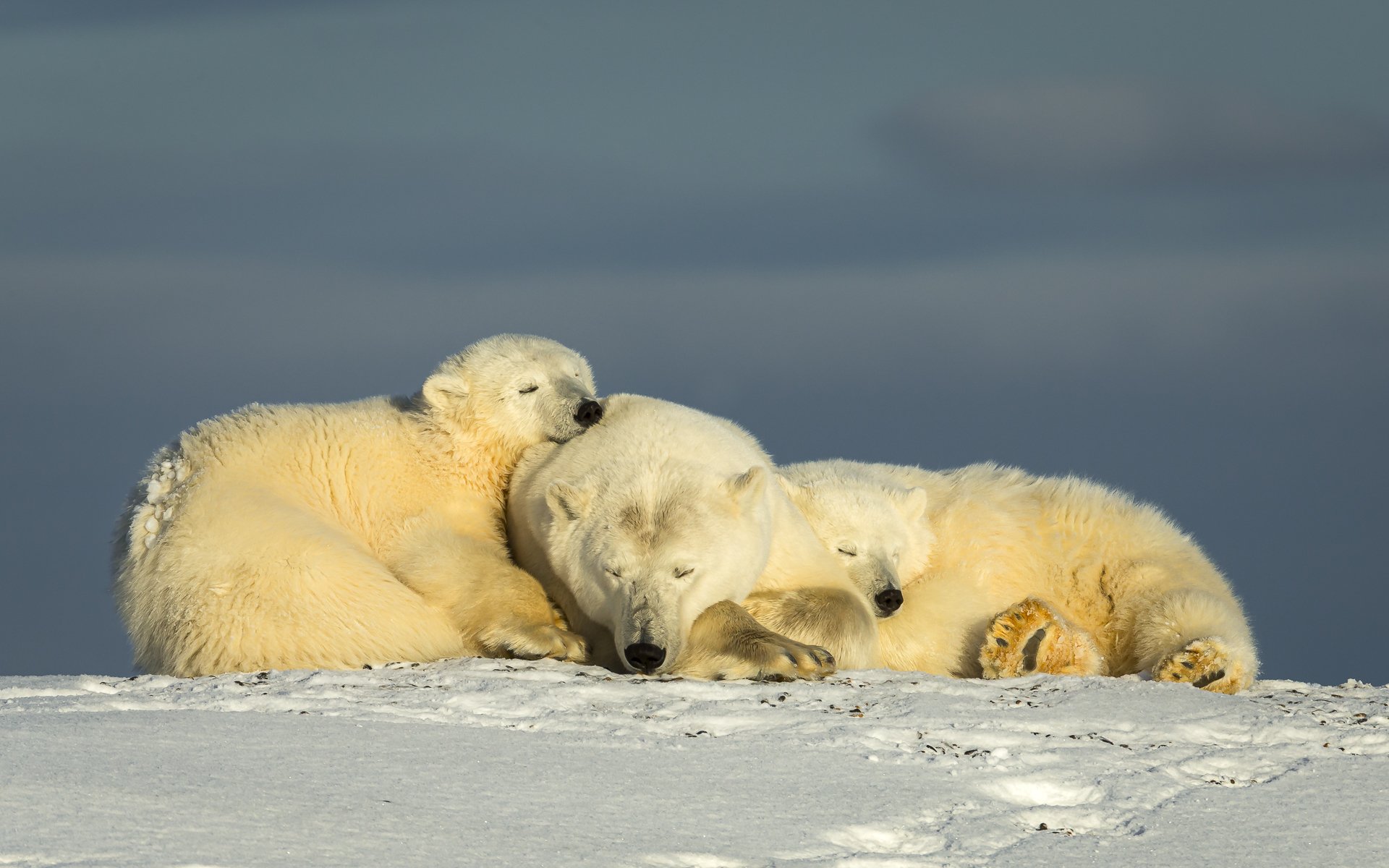 SLEEPING BEARS  •  Kaktovik