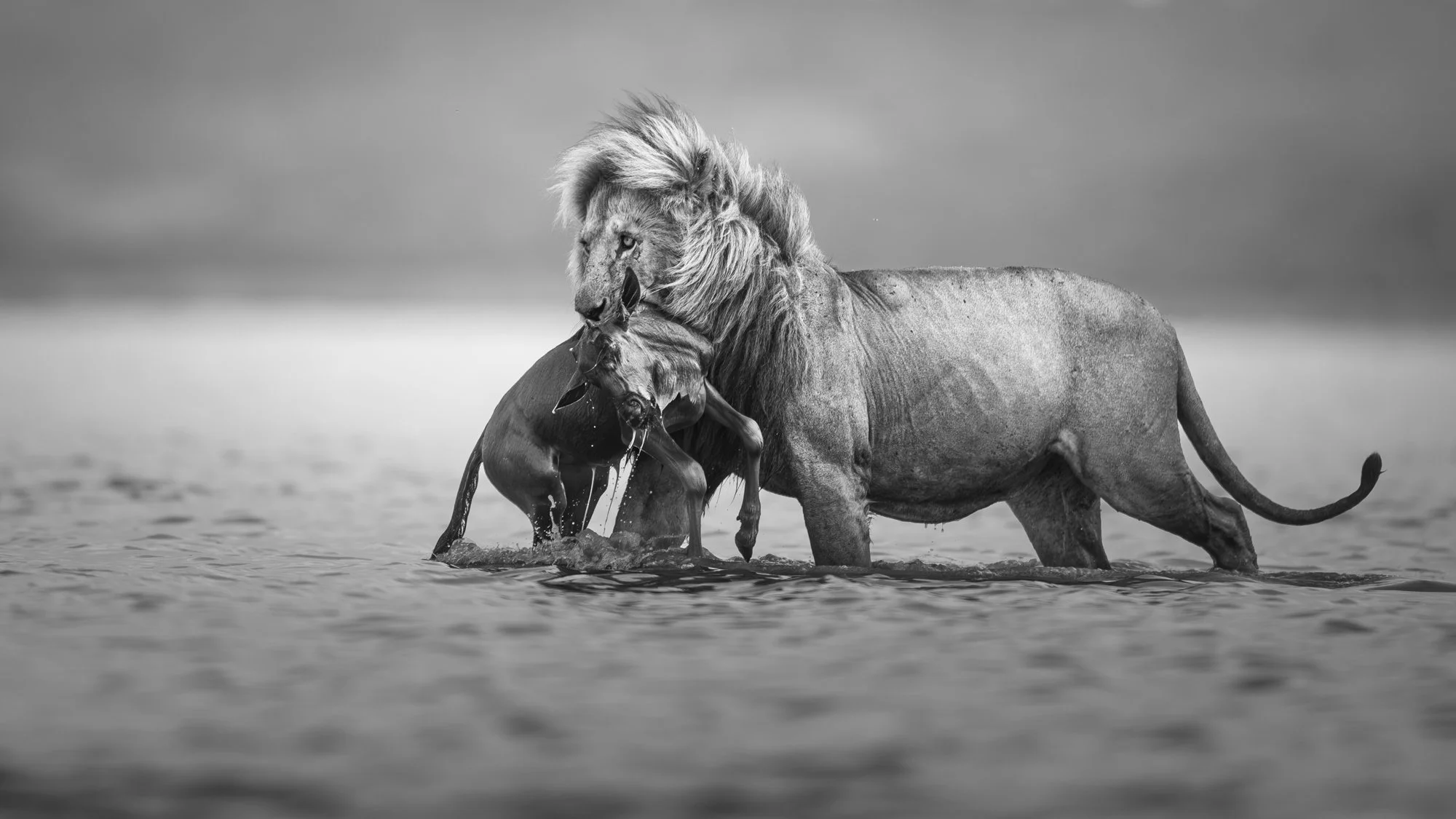 Lion in Lake Ndutu with wildebeest calf