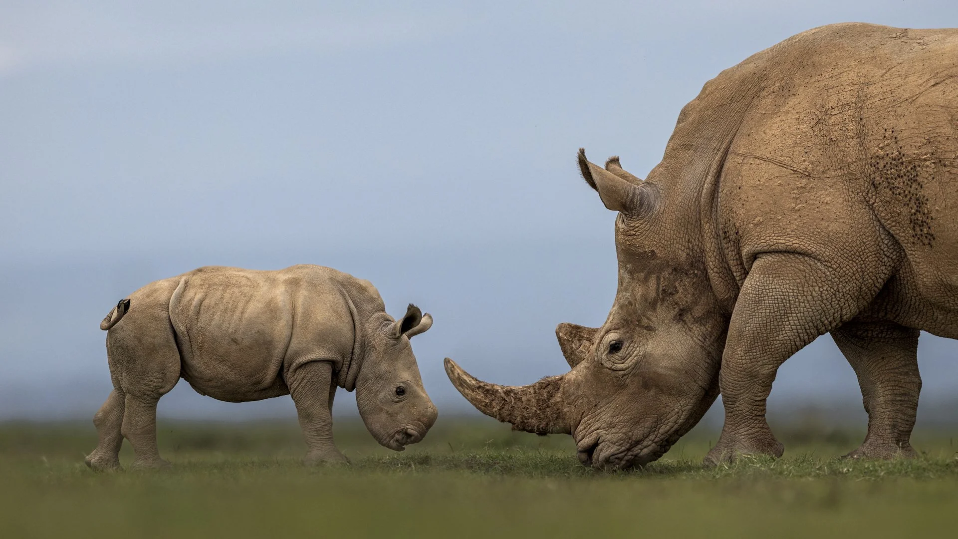 An adult rhino on the right side of the photo bows his head to the ground. A baby rhino on the left side of the photo does the same, creating a beautiful shape against the green grass and blue sky behind them.
