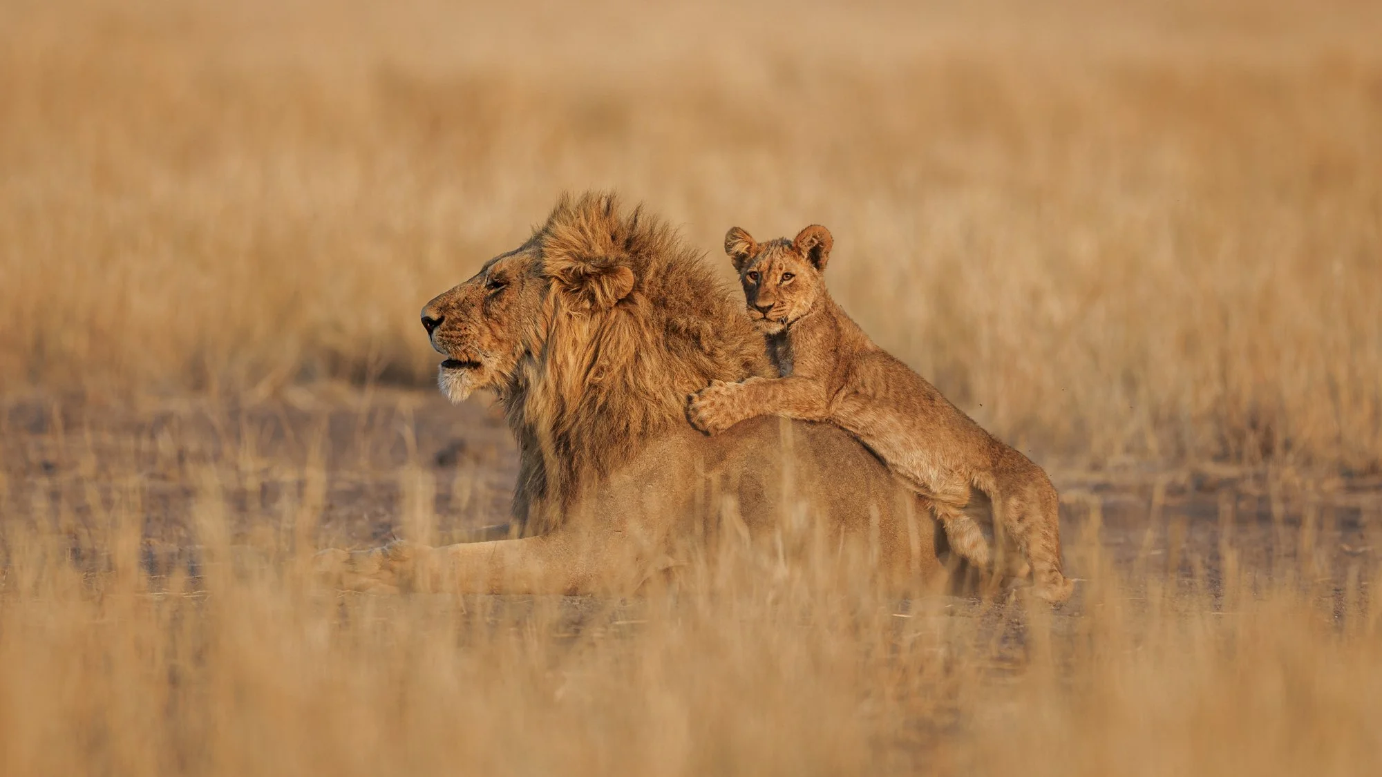 Image of Lion King and cub