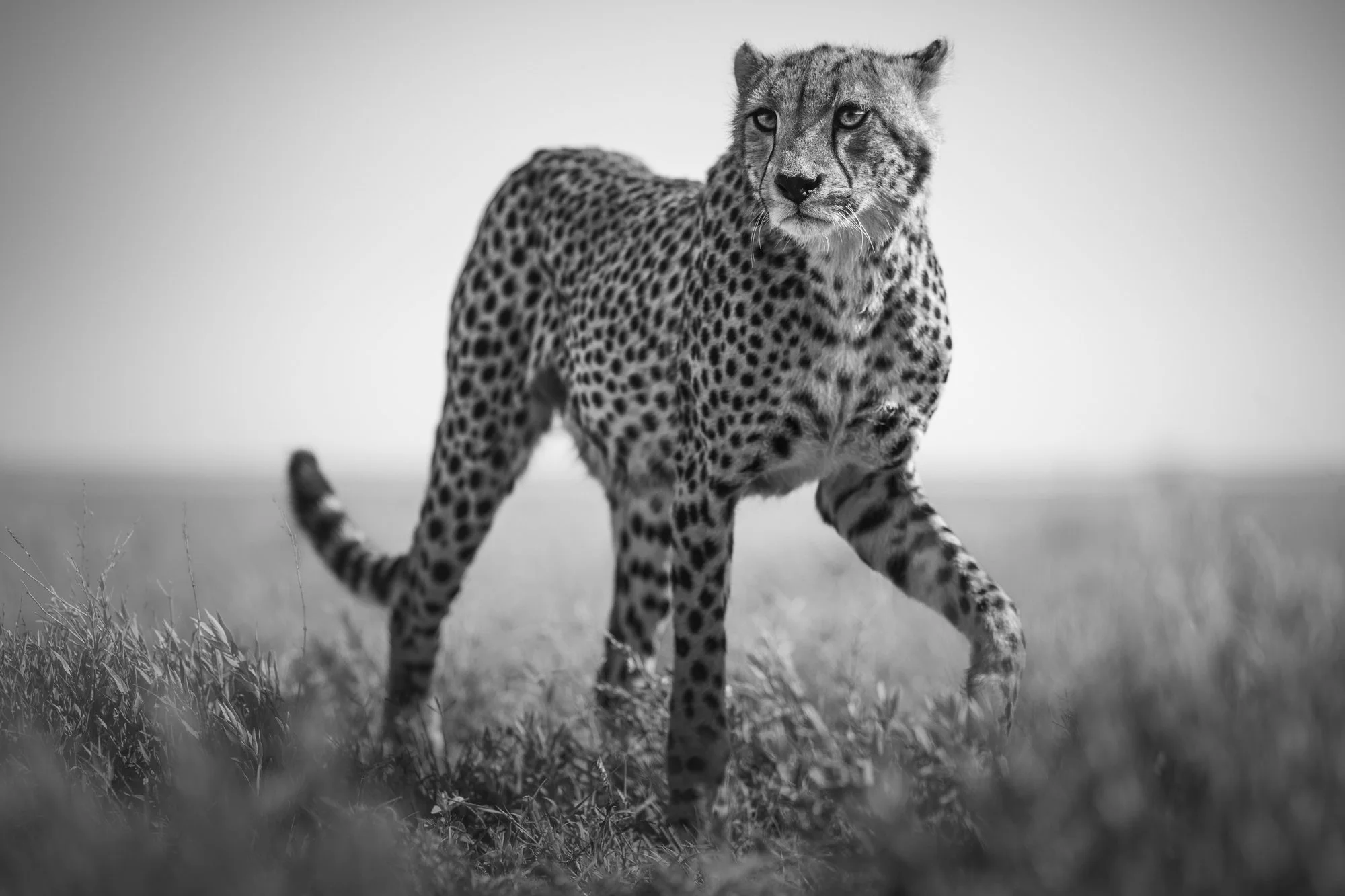 CHEETAH ON THE HUNT