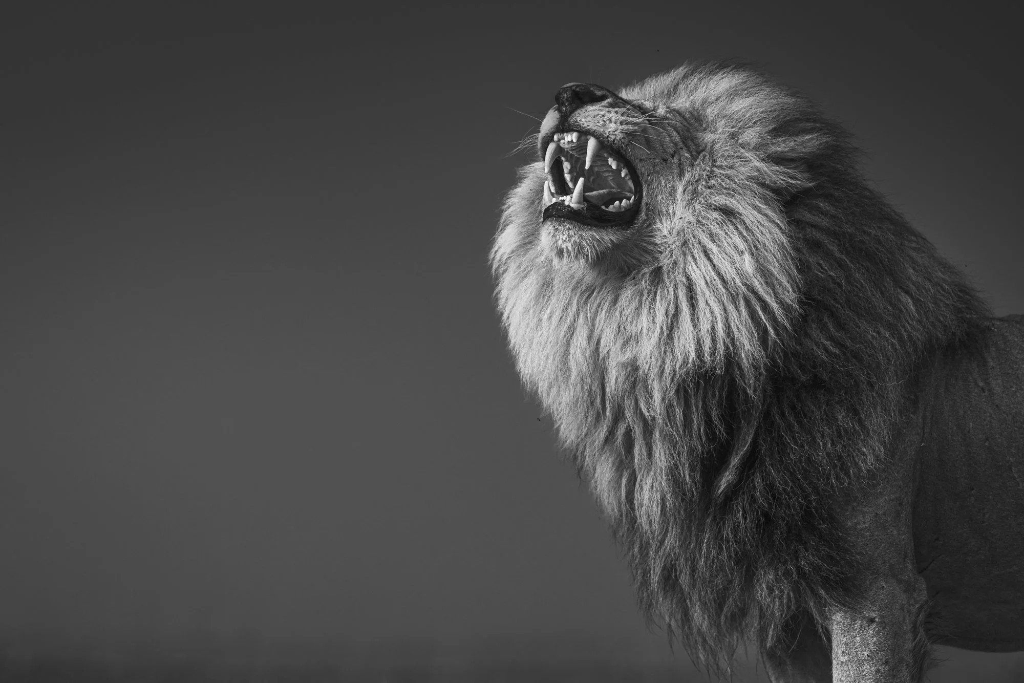A close up, black and white photo of a roaring lion. The photo is taken from below, showing the lion's full main, his eyes closed and his teeth are also showing as he roars.