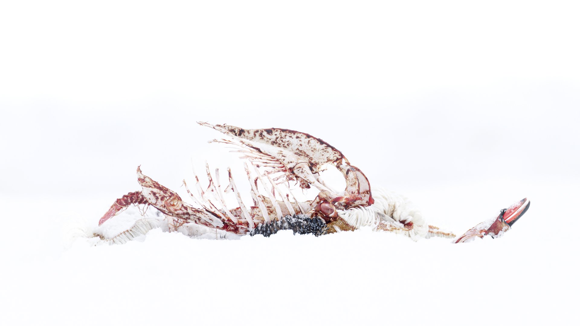 THERE IS BEAUTY IN DEATH  •  Cuverville Island